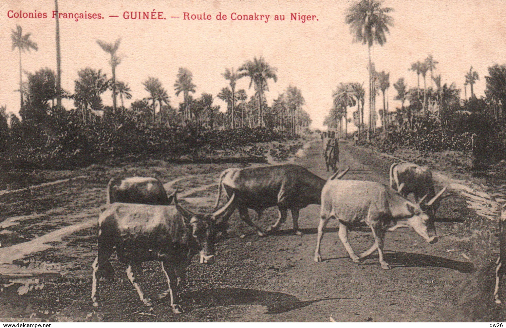 Colonies Françaises - Guinée Française - Troupeau De Vaches Sur La Route De Conakry Au Niger - Französisch-Guinea