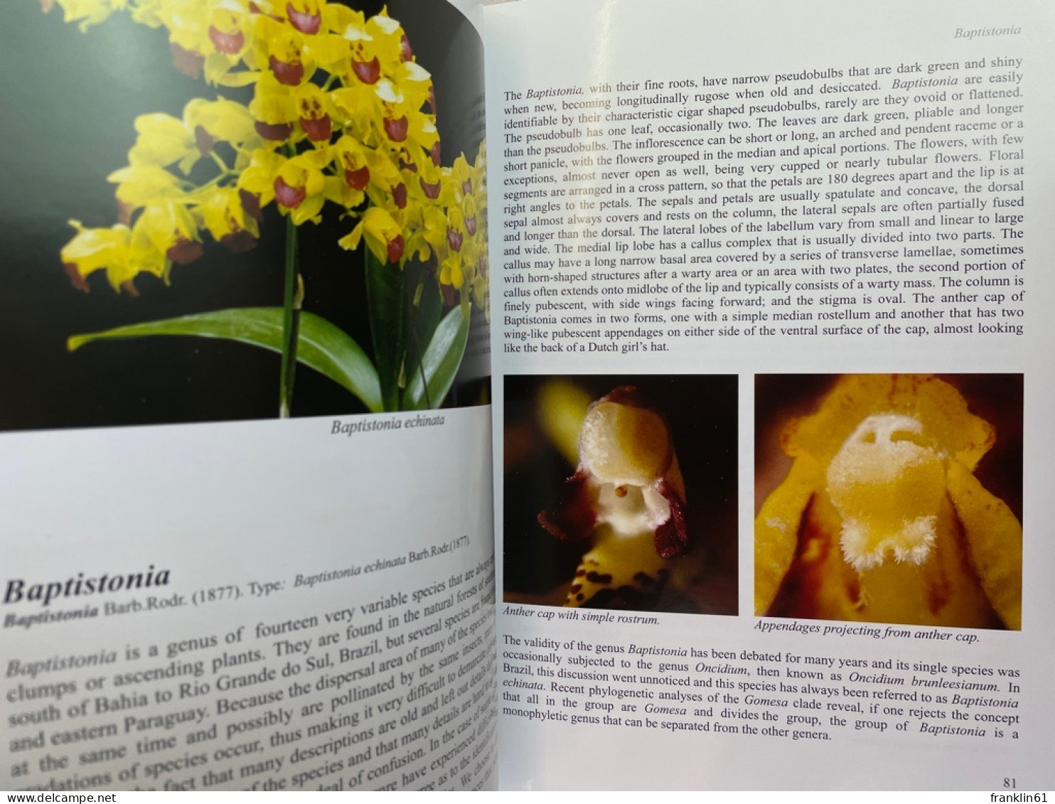 Orchids of Brazil Oncidiinae - Part 1.