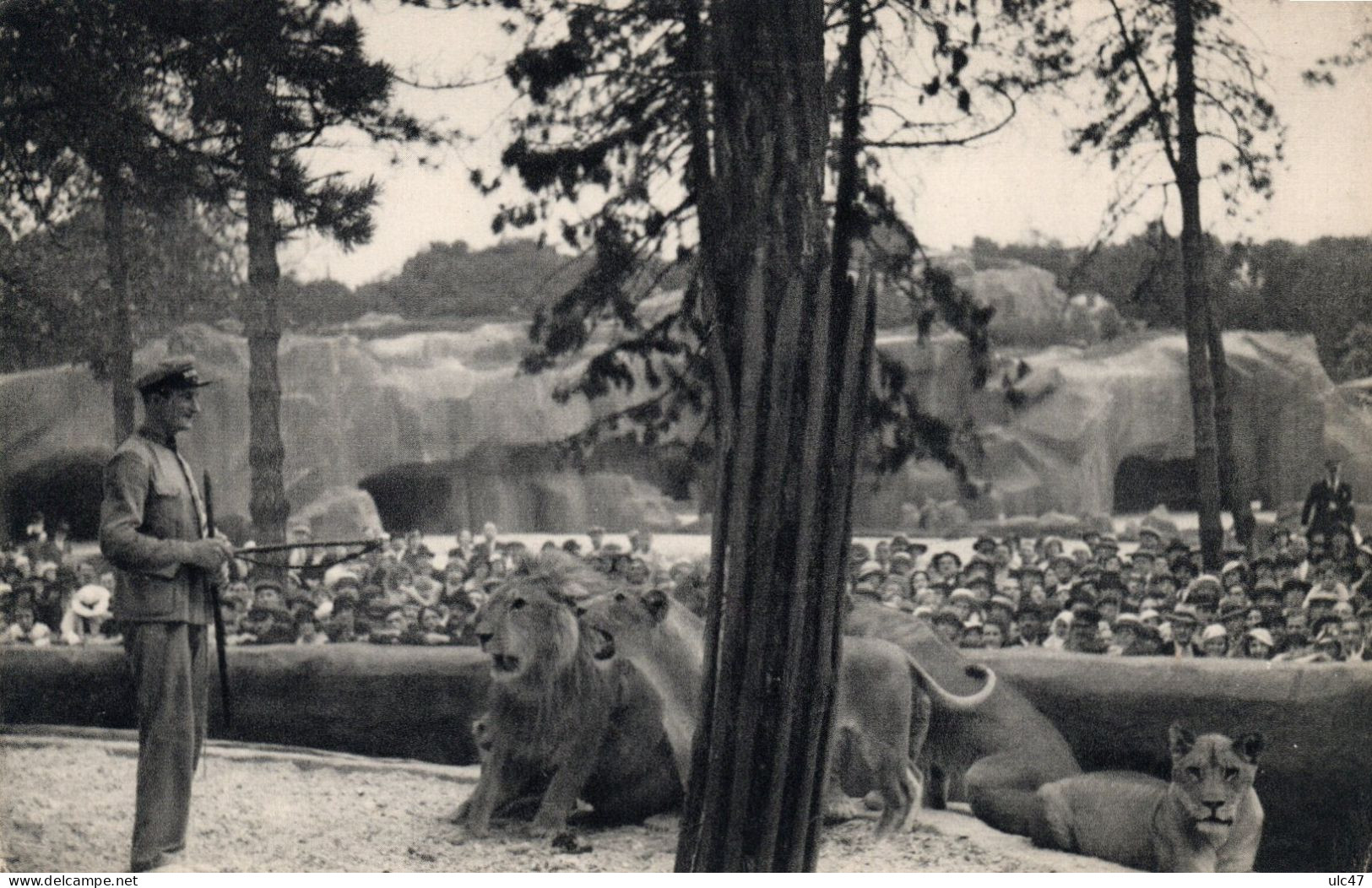 - PARIS - Parc Zoologique Du Bois De Vincennes. - Le Travail Des Lions Sur Leur Plateau.  - Scan Verso - - Lions