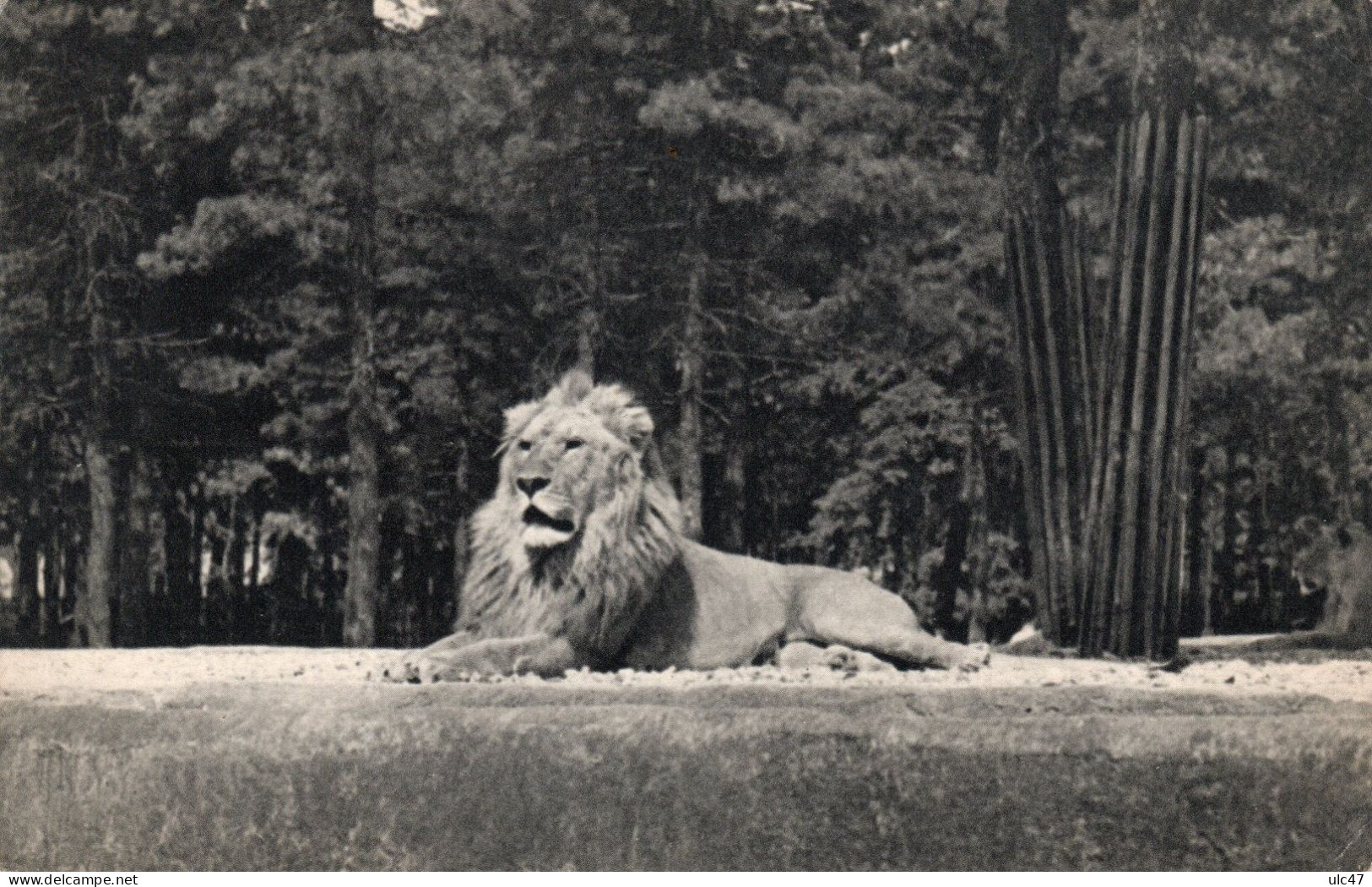 - PARIS - Parc Zoologique Du Bois De Vincennes. - Un Lion Sur Son Plateau.  - Scan Verso - - Lions