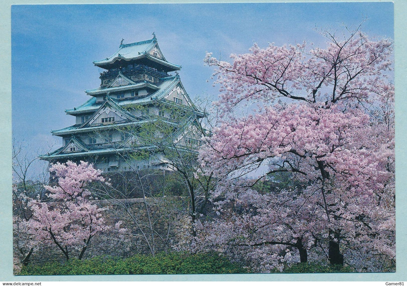 OSAKA Castle Surrounded By Cherry-Trees In Full Bloom - OSAKA City - Osaka