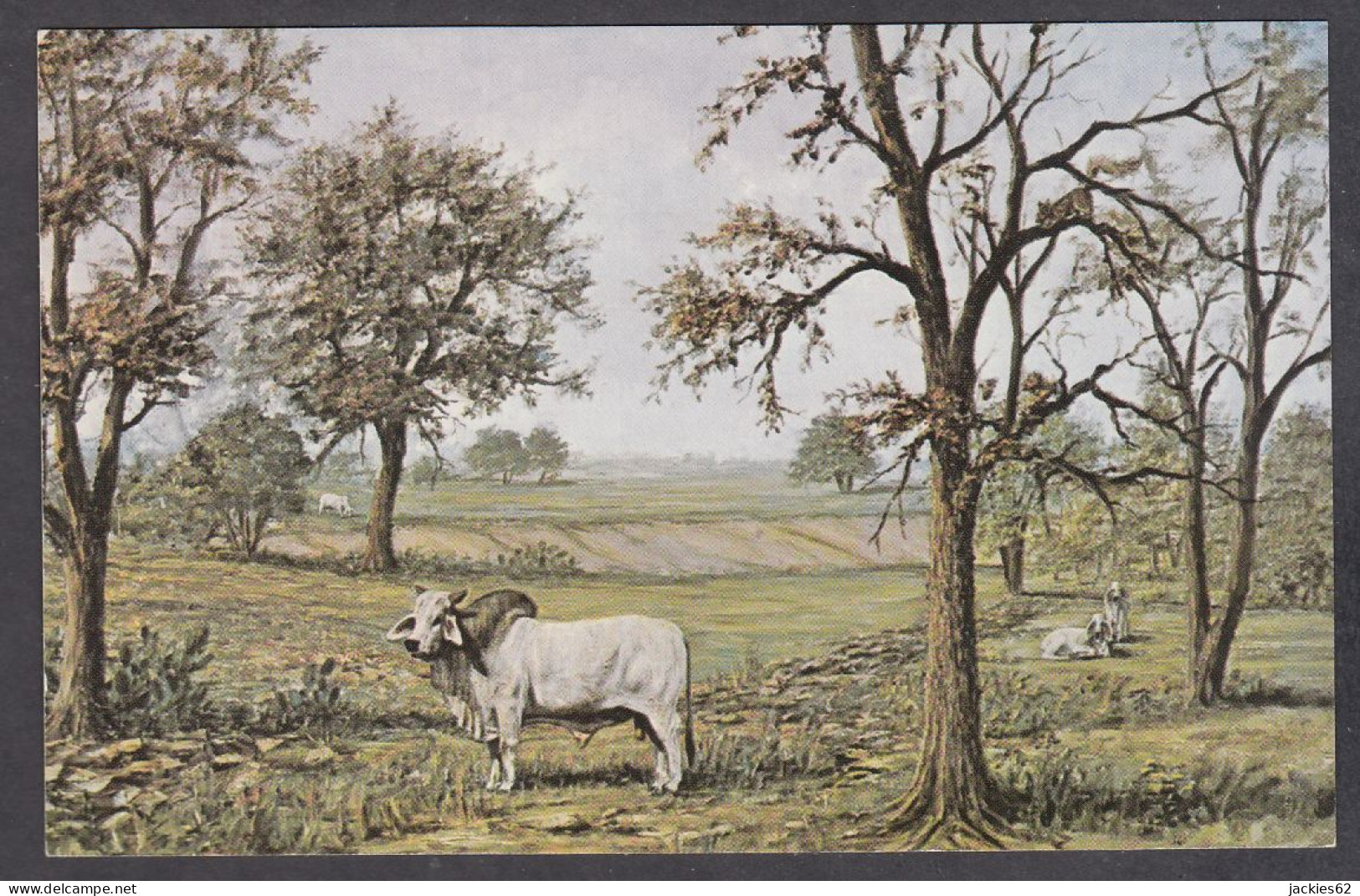 115176/ SAN ANTONIO, H.R. Hicks Ranch, *His Majesty*, Bull Brahman, Artist John Cupper Of San Antonio - San Antonio