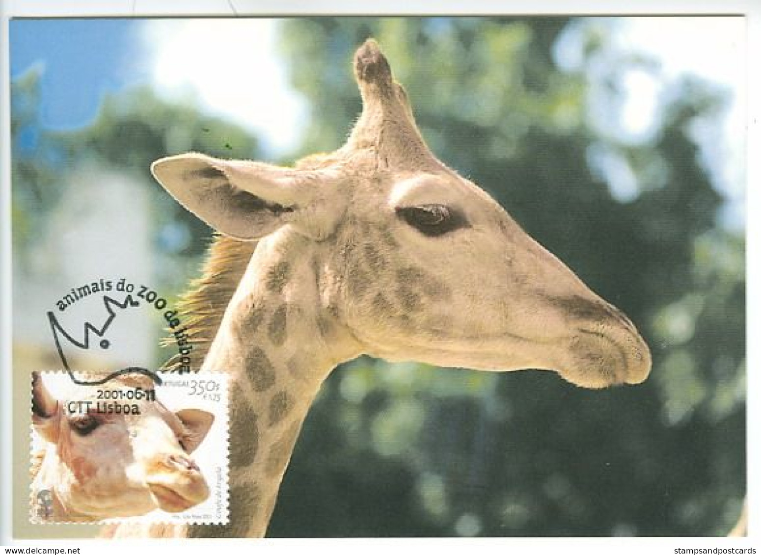GIRAFE Animaux Du Zoo De Lisbonne 2001 Carte Maximum Portugal GIRAFFE Lisbon Zoo Animals 2001 Maximum Card - Girafes