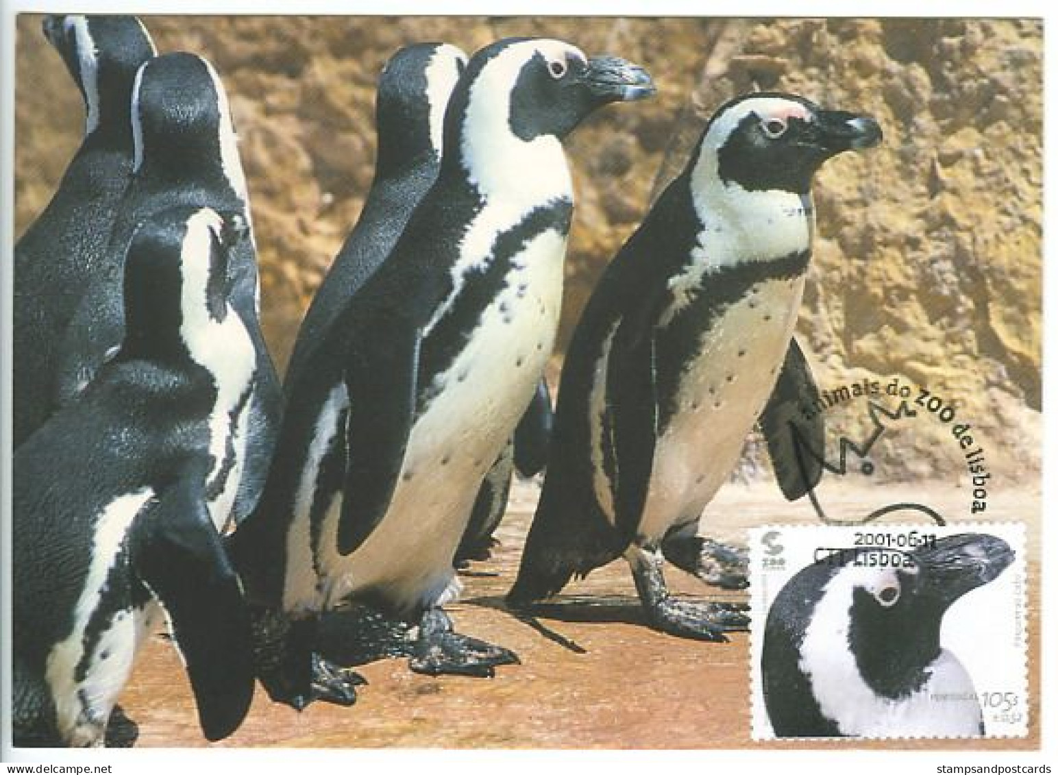 Manchot Du Cap Pingouin Animaux Zoo Lisbonne 2001 Carte Maximum Portugal Black-footed Penguin Lisbon Zoo Maxicard - Penguins