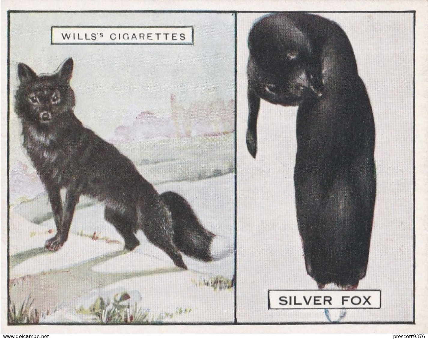 6 Silver Fox - Animals & Their Furs 1929 -  Wills Cigarettes - Original - L Size - - Wills