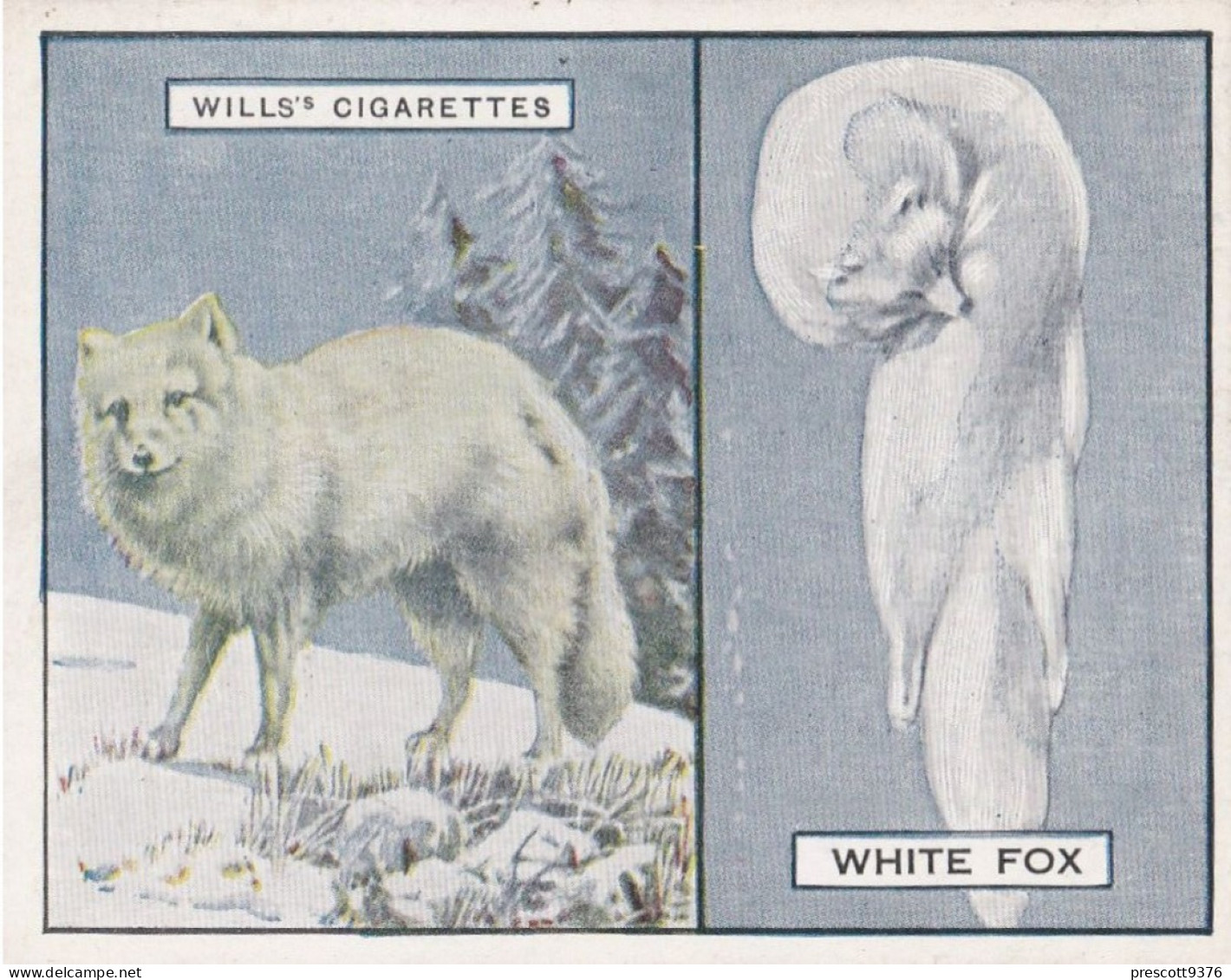 9 White Arctic Fox - Animals & Their Furs 1929 -  Wills Cigarettes - Original - L Size - - Wills