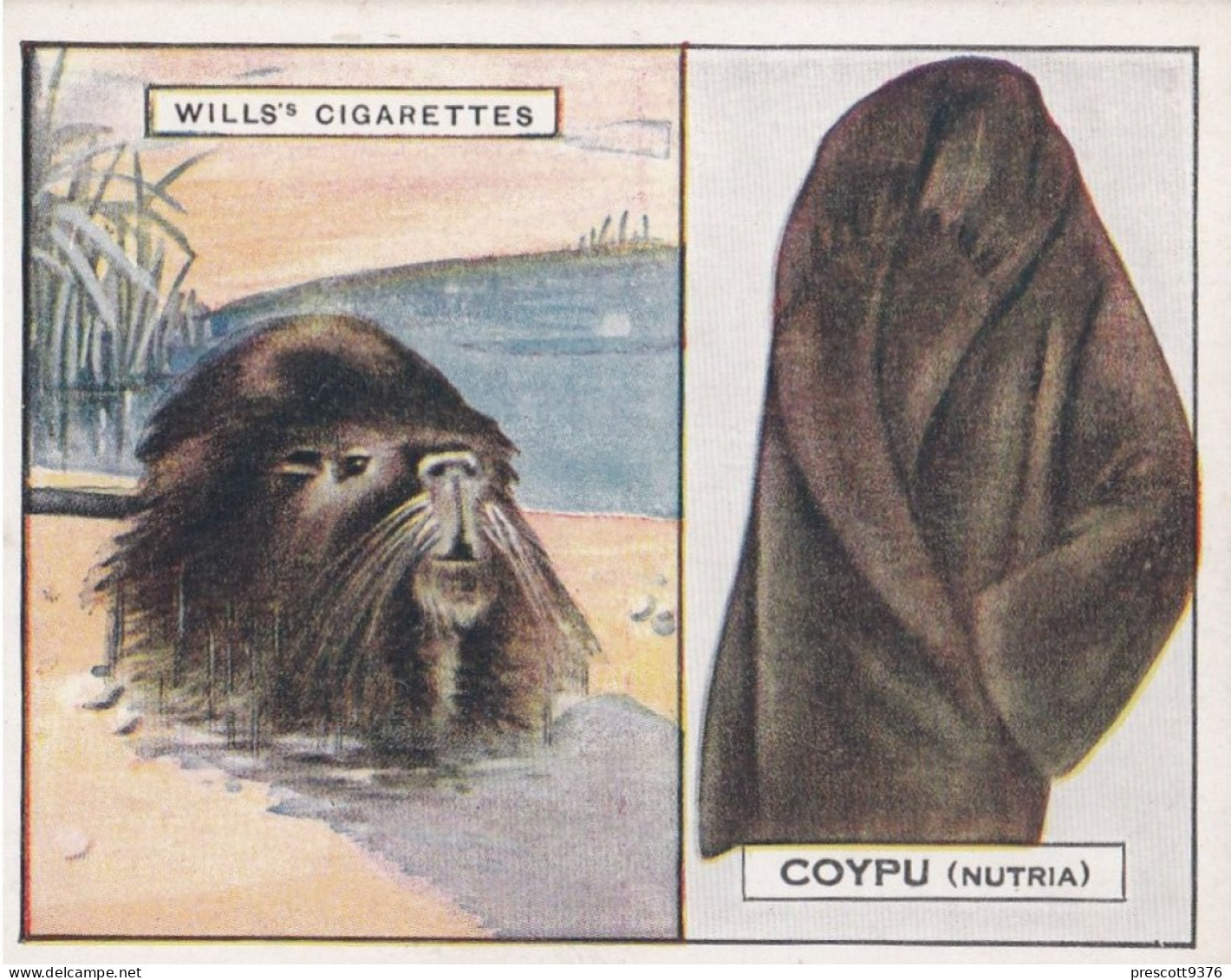 3 Coypu - Animals & Their Furs 1929 -  Wills Cigarettes - Original - L Size - - Wills