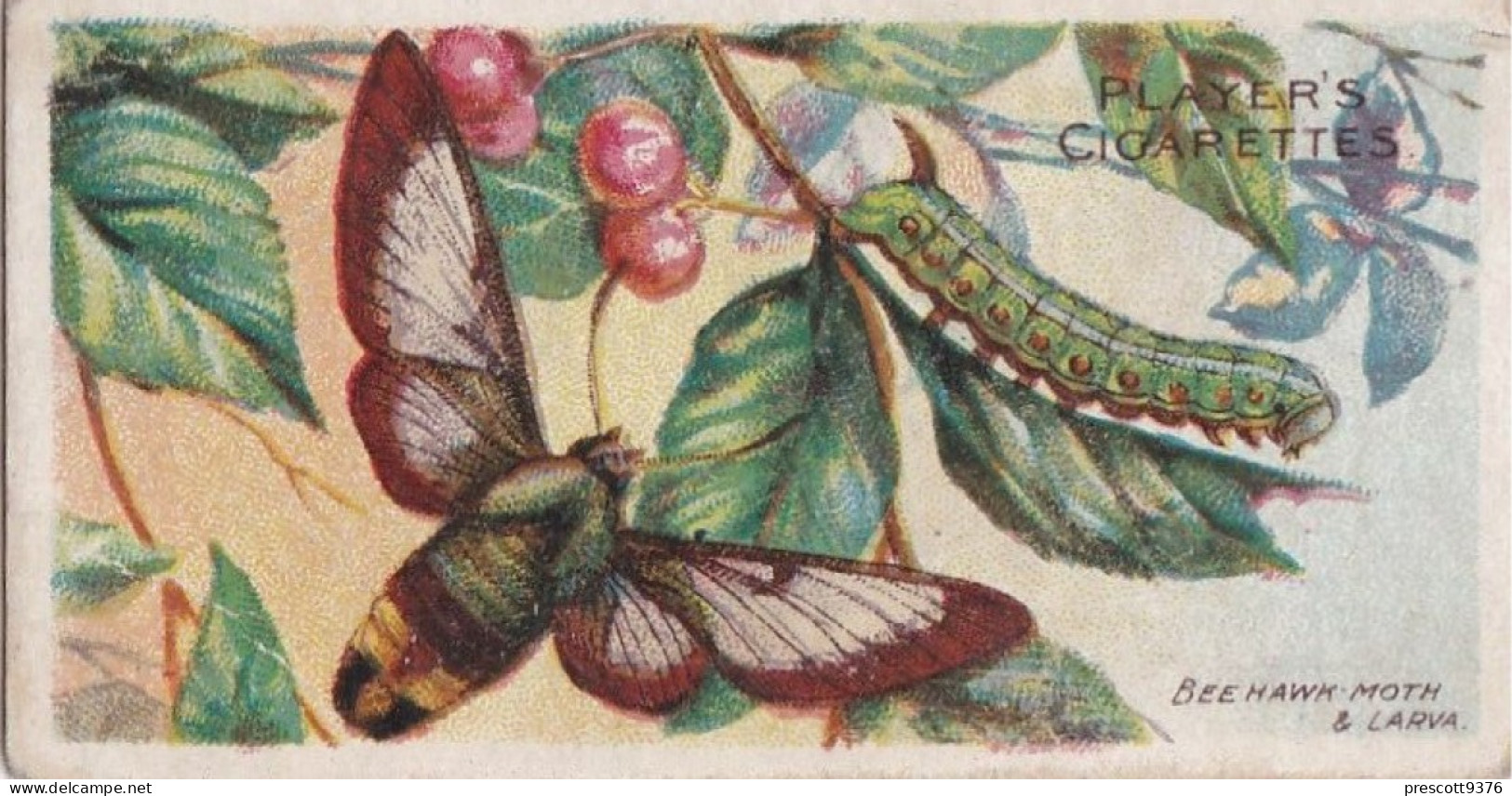 28 Bee Hawk Moth  - Butterflies & Moths 1904 - Players Cigarette Card - Original - Antique - Player's
