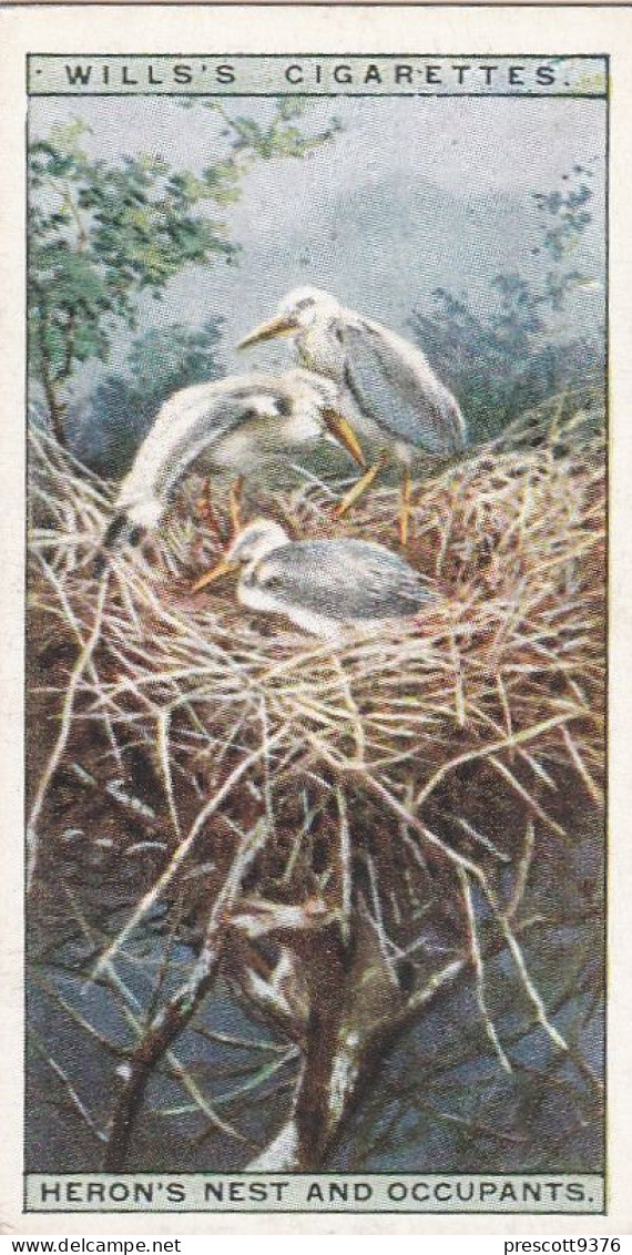 15 Herons Nest & Chicks - Life In The Tree Tops 1925 - Wills Cigarette Card - Wills