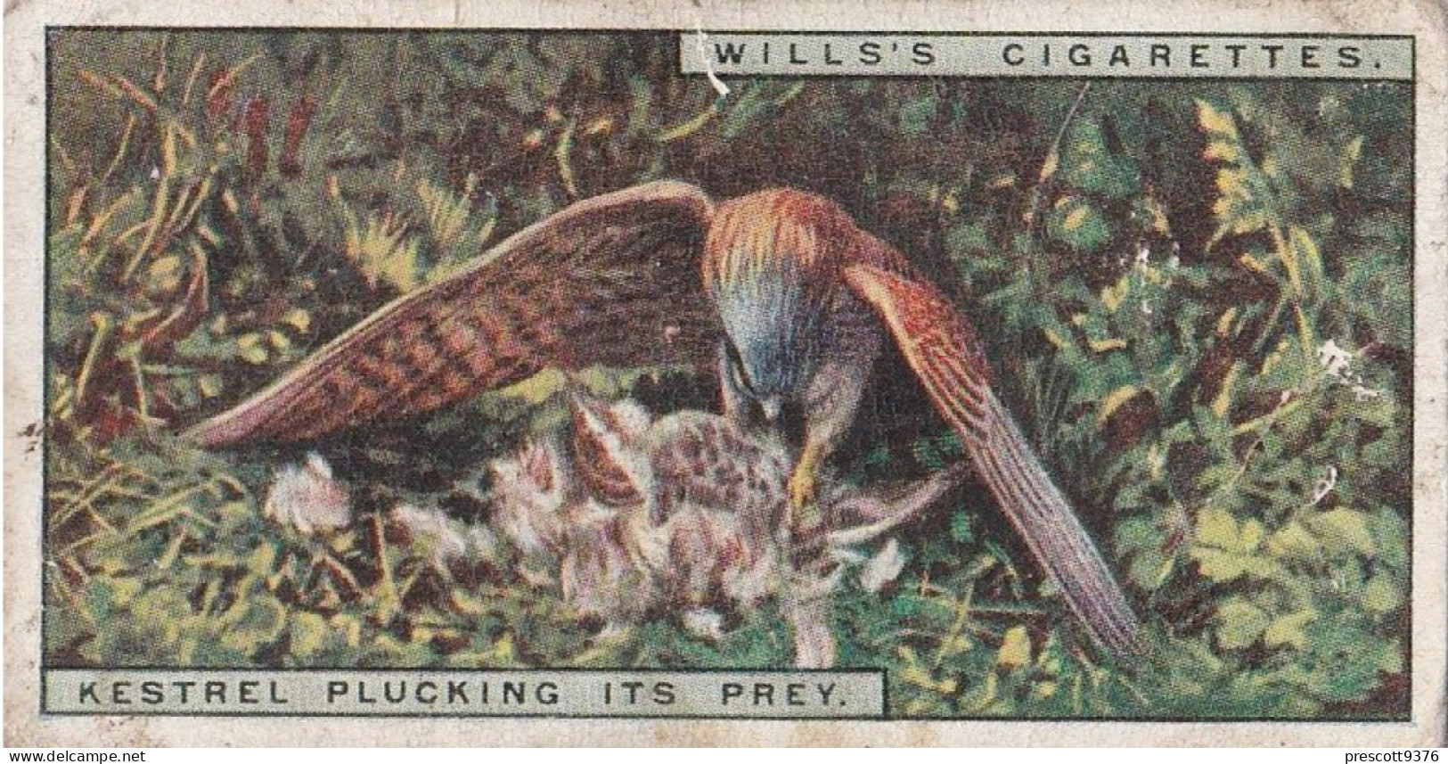 29 Kestrel With Prey - Life In The Tree Tops 1925 - Wills Cigarette Card - Wills