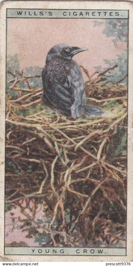 8 A Young Crow - Life In The Tree Tops 1925 - Wills Cigarette Card - Wills