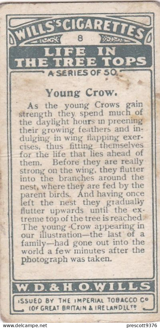 8 A Young Crow - Life In The Tree Tops 1925 - Wills Cigarette Card - Wills