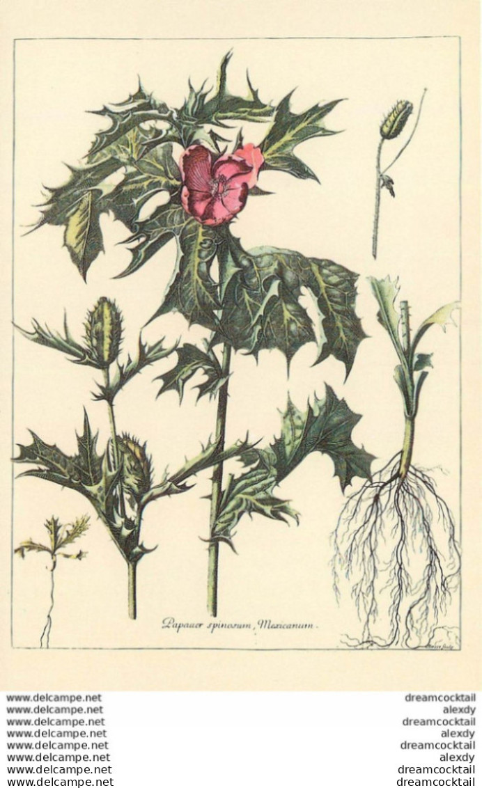 (MI) Photo Cpsm Grand Format PLANTES FLEURS. Papaver Spinosum Mexicanum - Medicinal Plants