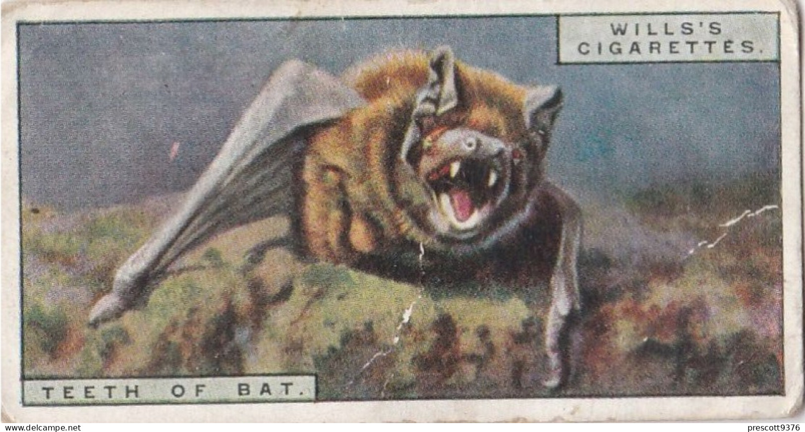 3 Teeth Of A Bat - Life In The Tree Tops 1925 - Wills Cigarette Card - Wills