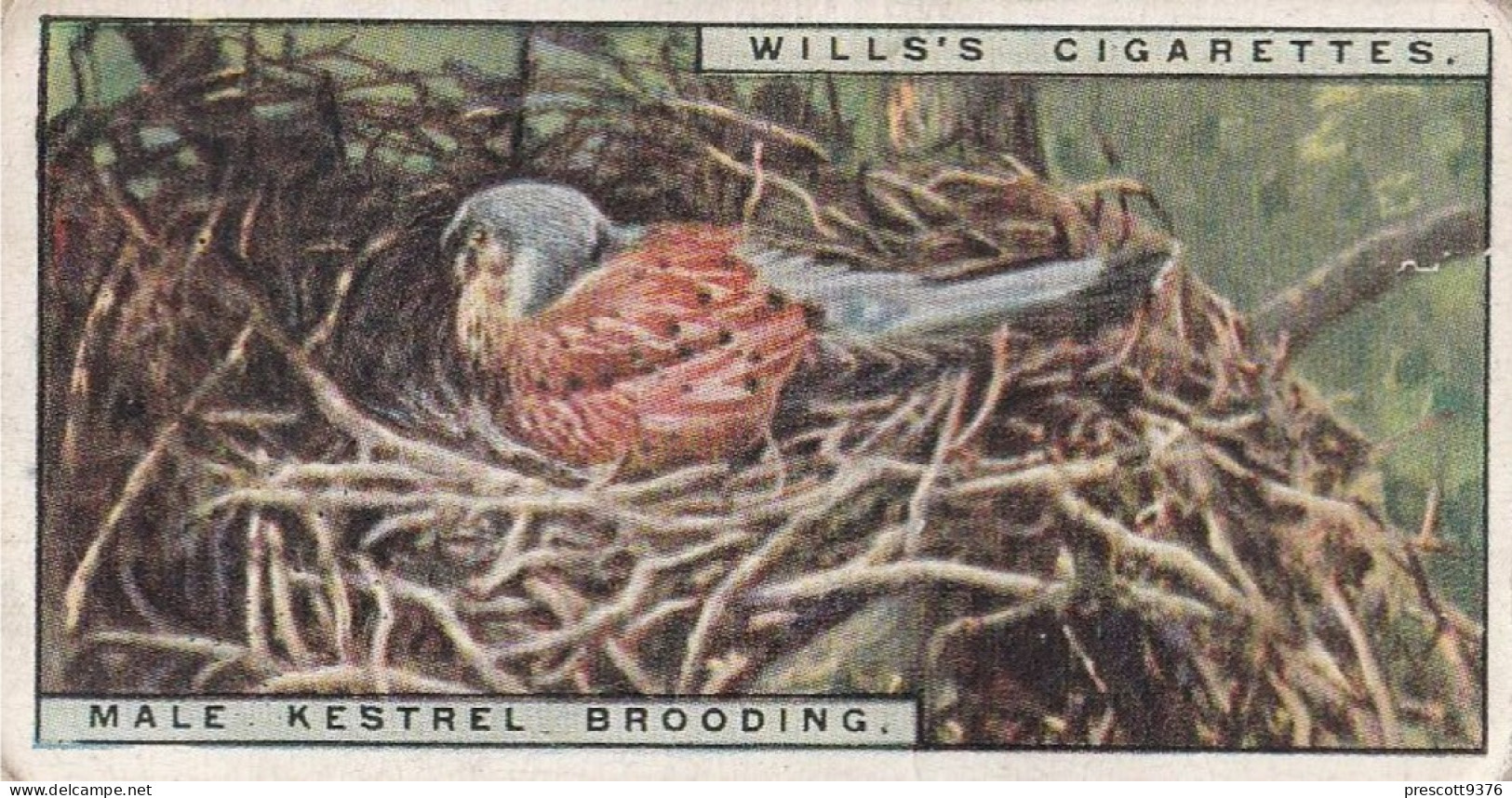 27 Male Kestrel Brooding - Life In The Tree Tops 1925 - Wills Cigarette Card - Wills