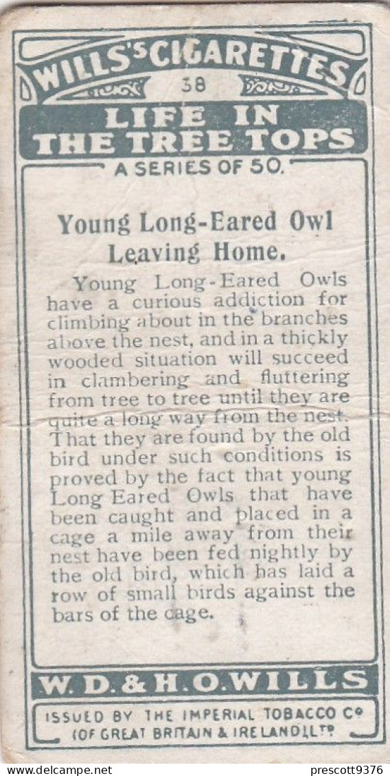 38 Young Lap Eared Owl, Leaving Home. - Life In The Tree Tops 1925 - Wills Cigarette Card - Wills