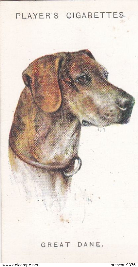 Dogs Heads By Arthur Wardle 1929. - 15 Great Dane,  - Players Cigarette Card - Player's
