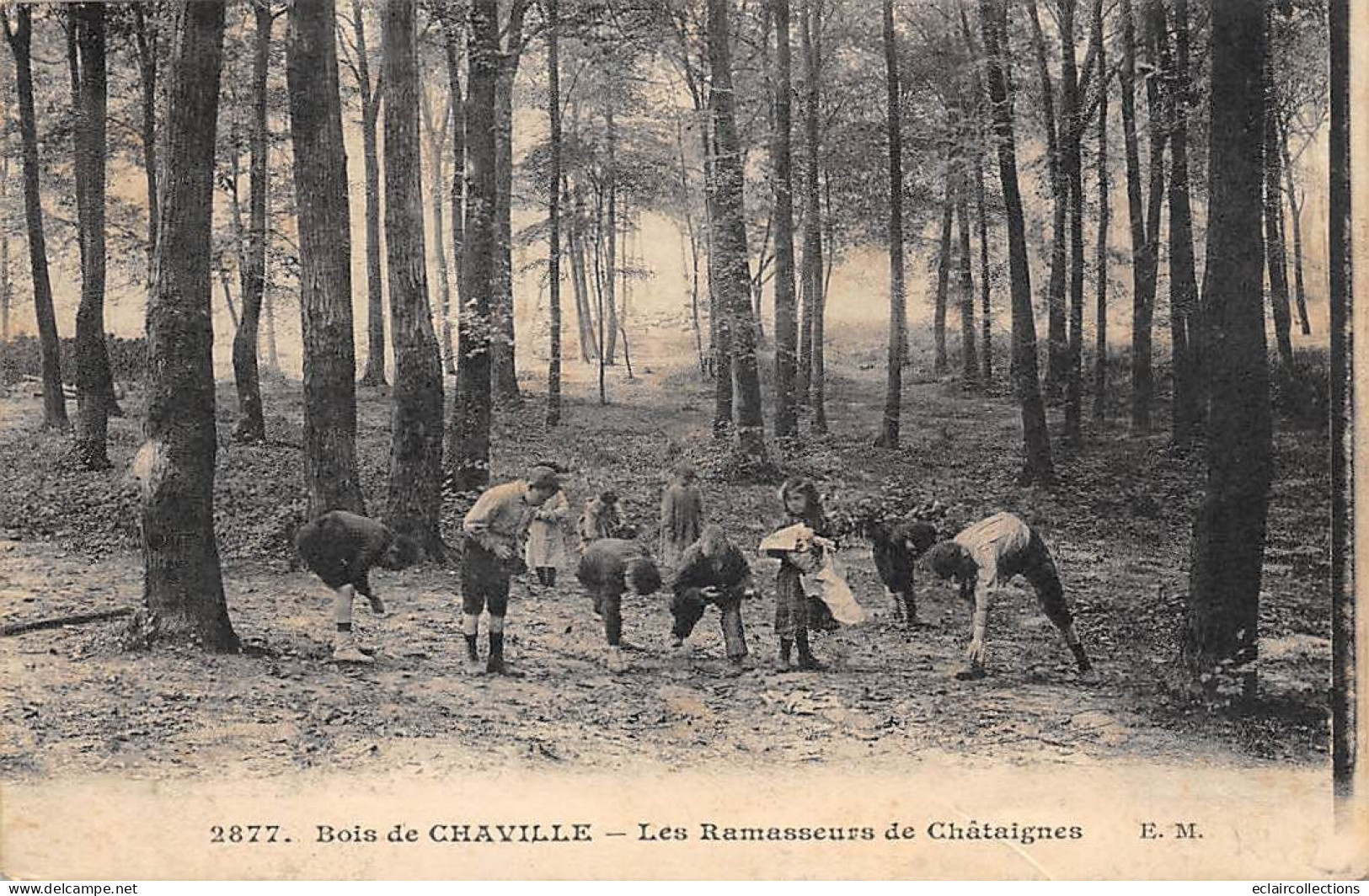 Chaville          92         Les Ramasseurs De Châtaignes . Molle.   N°2877     (Voir Scan) - Chaville