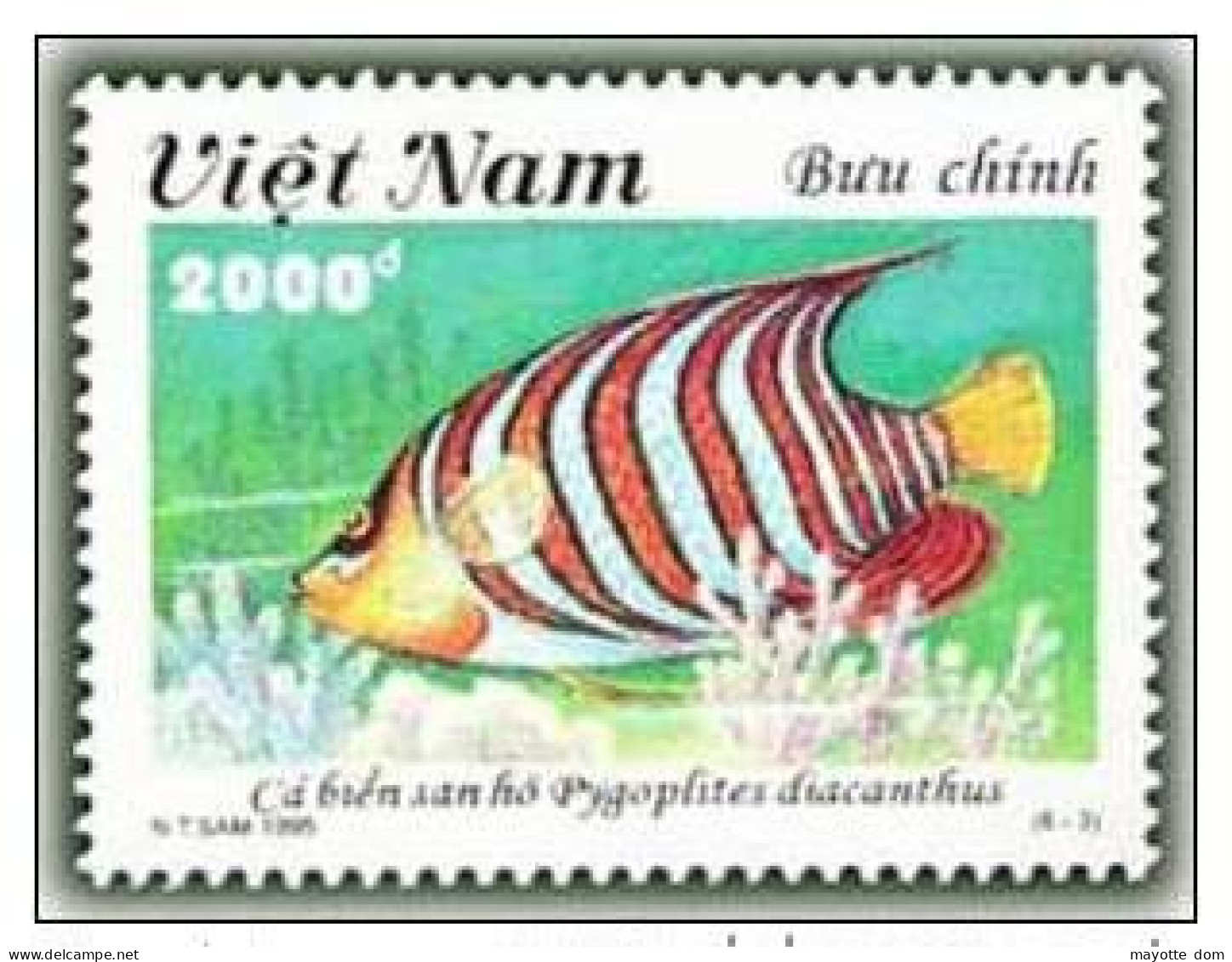 VIETNAM 1995 Coral Fish - Pygoplites Diacanthus - Poisson Ange Duc Corail - Viêt-Nam