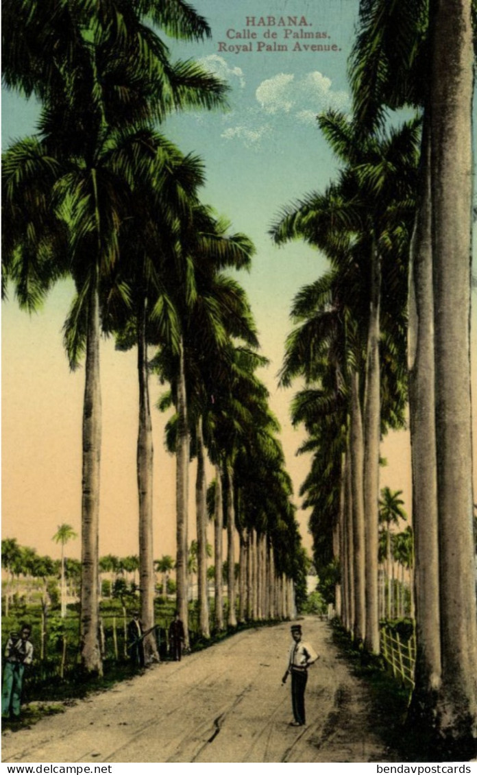 Cuba, HAVANA, Calle De Palmas, Palm Trees (1910s) Postcard - Cuba