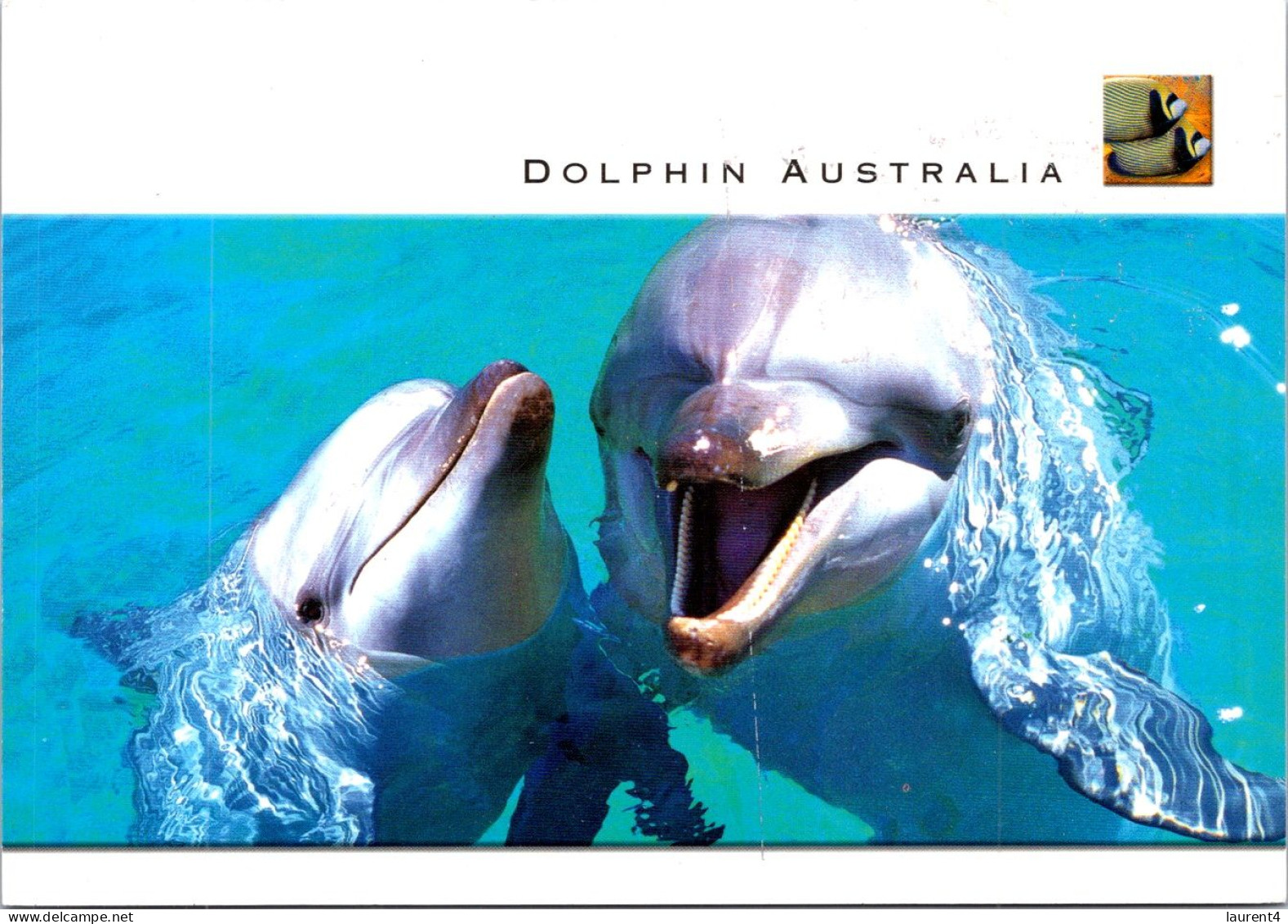 1-12-2023 (1 W 4) Australia - Dauphin / Dolphin - Delfines