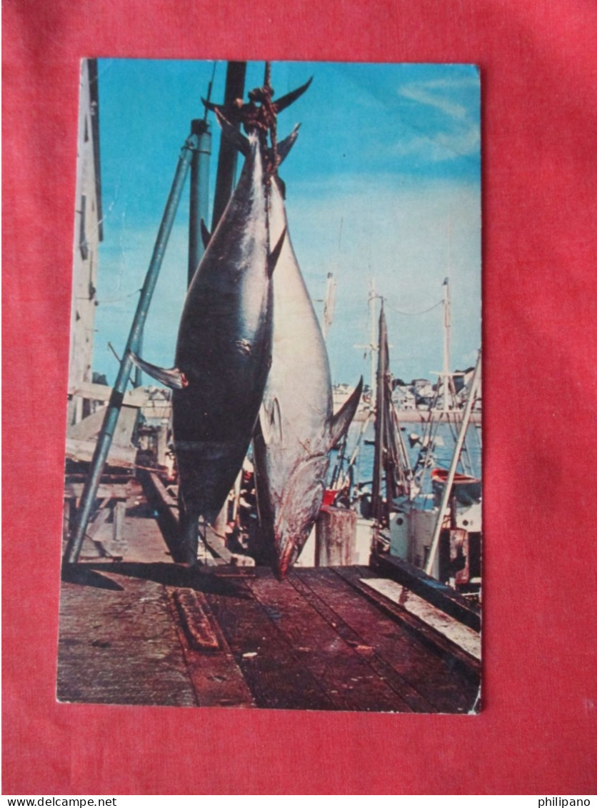 Big Catch Of Tuna. On  Cape Cod    Massachusetts         Ref 6260 - Cape Cod