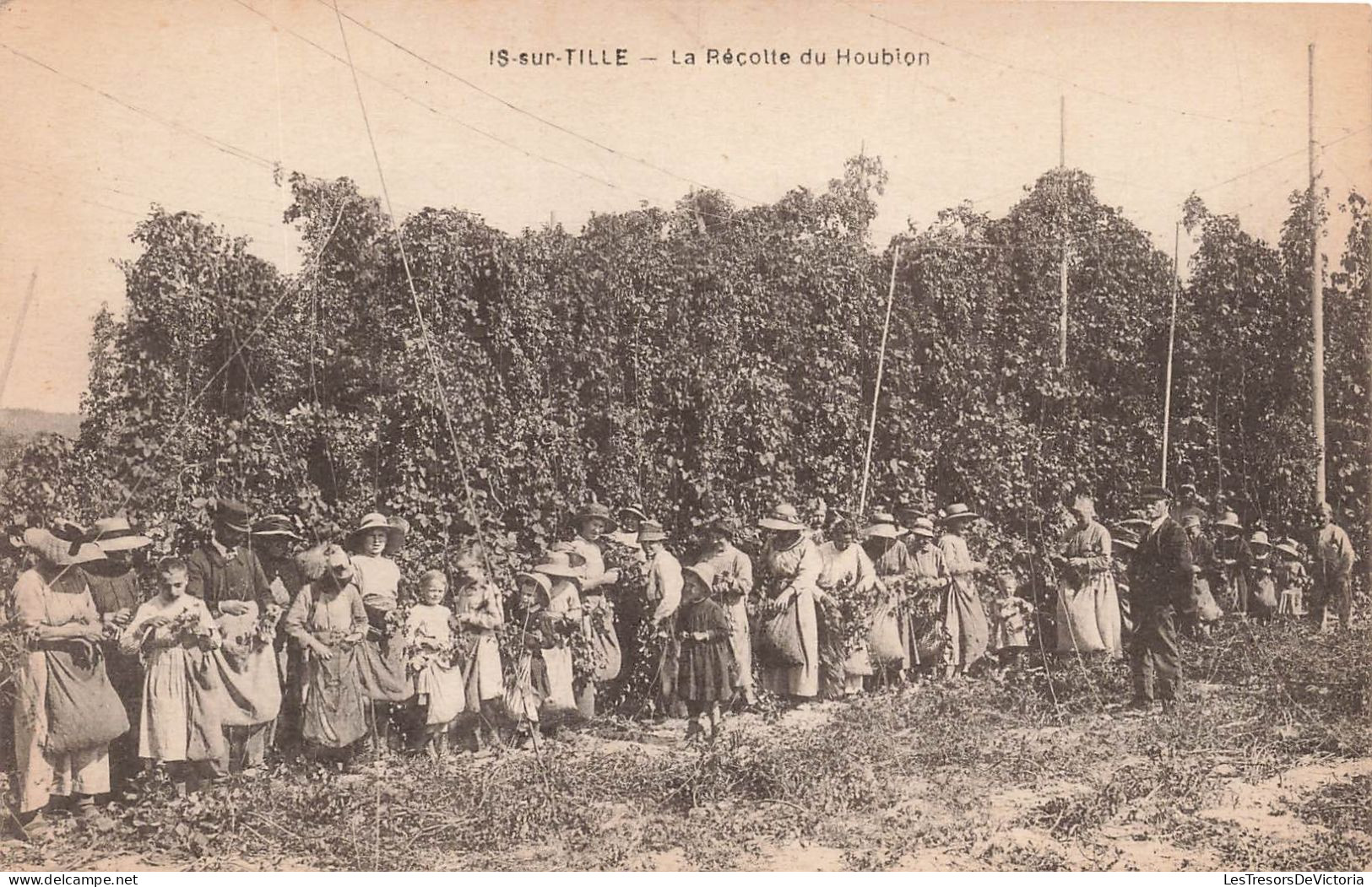 FRANCE - Is-sur-Tille - La Récolte Du Houbion - Carte Postale Ancienne - Is Sur Tille
