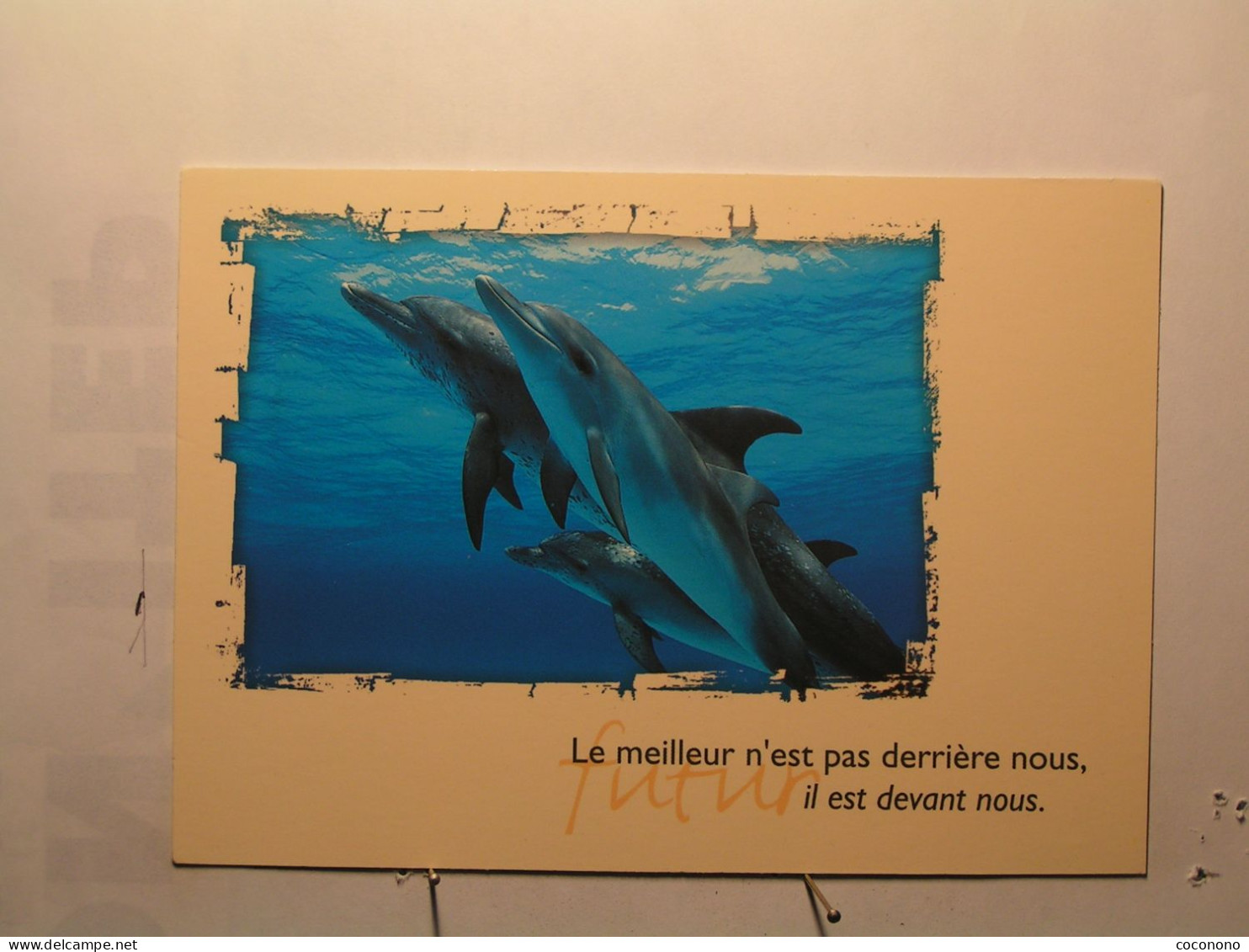 Animaux & Faune > Dauphins - Le Meilleur N'est Pas Derrière Nous, Il Est Devant Nous - Dolfijnen