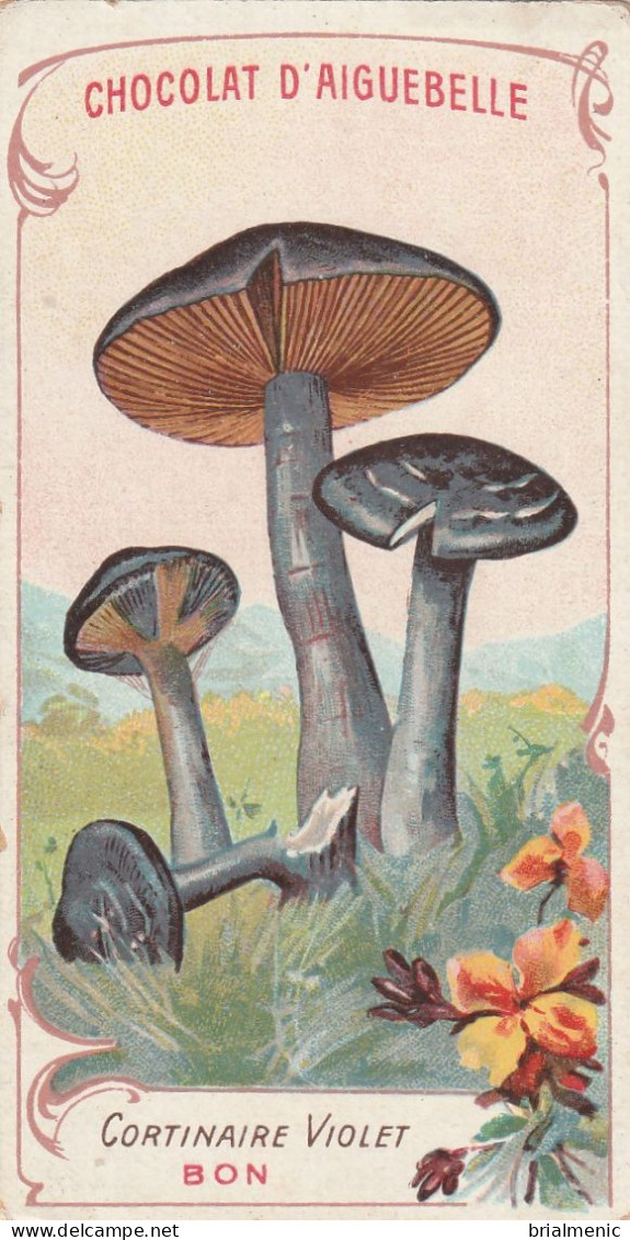 CORTINAIRE VIOLET  Chromo Chocolat D'Aiguebelle ( Format 10,50 X 6 ) - Champignons