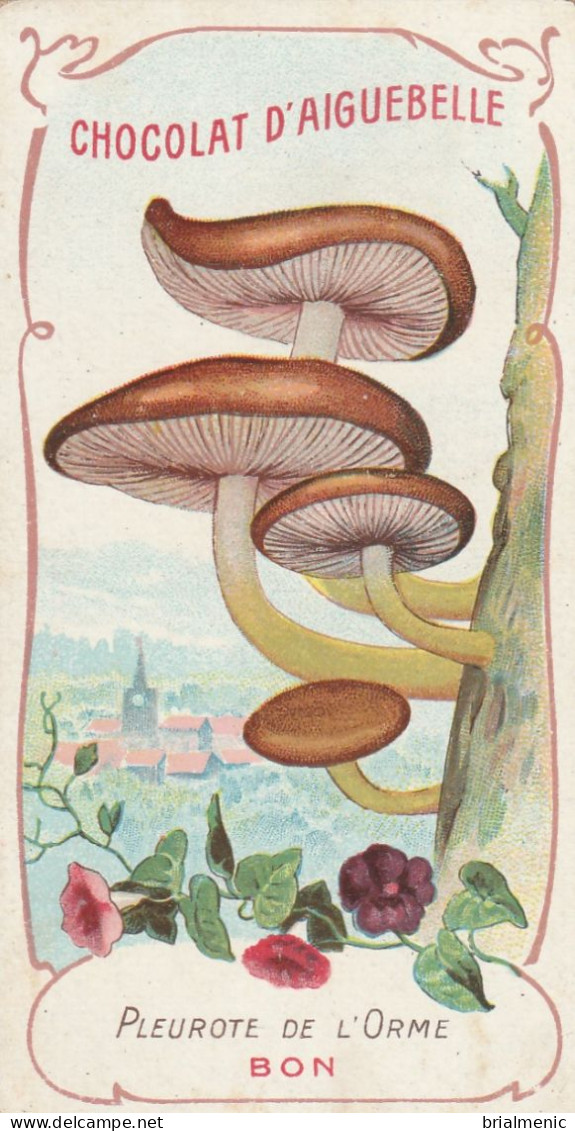 PLEUROTE DE L'ORME Chromo Chocolat D'Aiguebelle ( Format 10,50 X 6 ) - Champignons