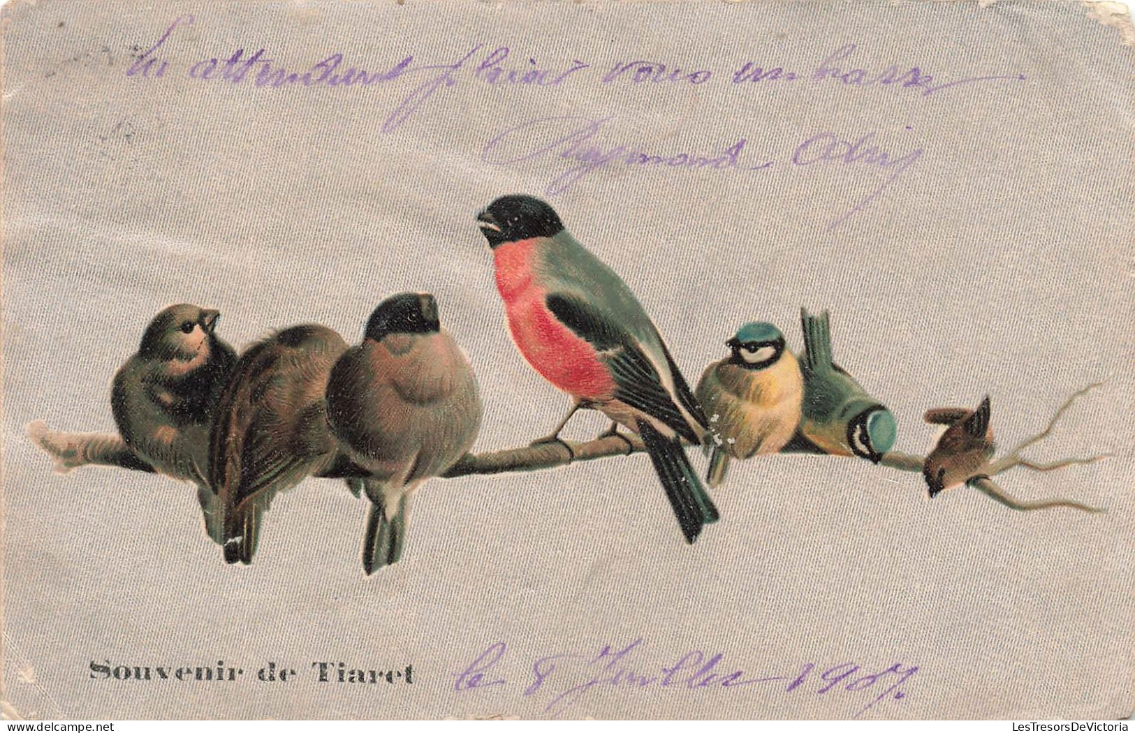 ANIMAUX - Des Oiseaux Sur Une Branche - Colorisé -  Carte Postale Ancienne - Oiseaux