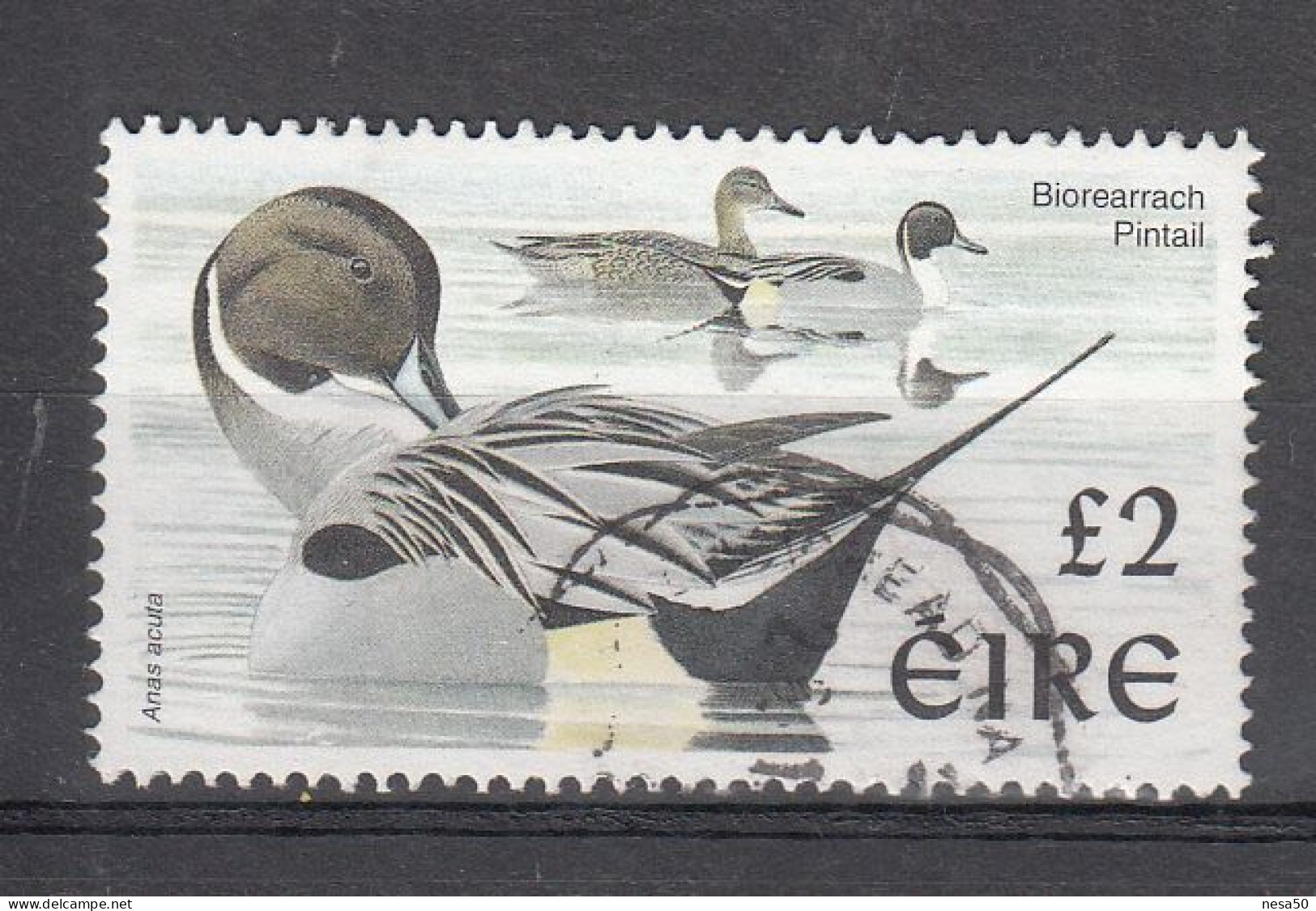 Ierland 1998 Mi Nr 1056, Vogels, Bird, Pijlstaarteend - Oblitérés