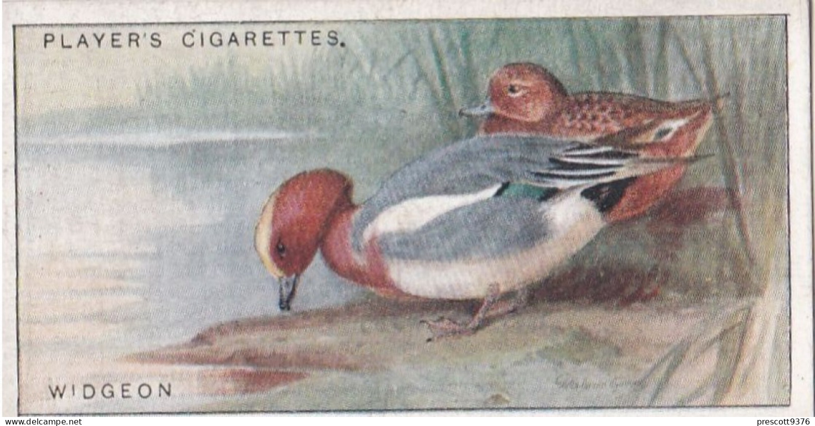 49 Widgeon  - Game Birds & Wildfowl 1927  - Players Cigarette Card - Original - Player's