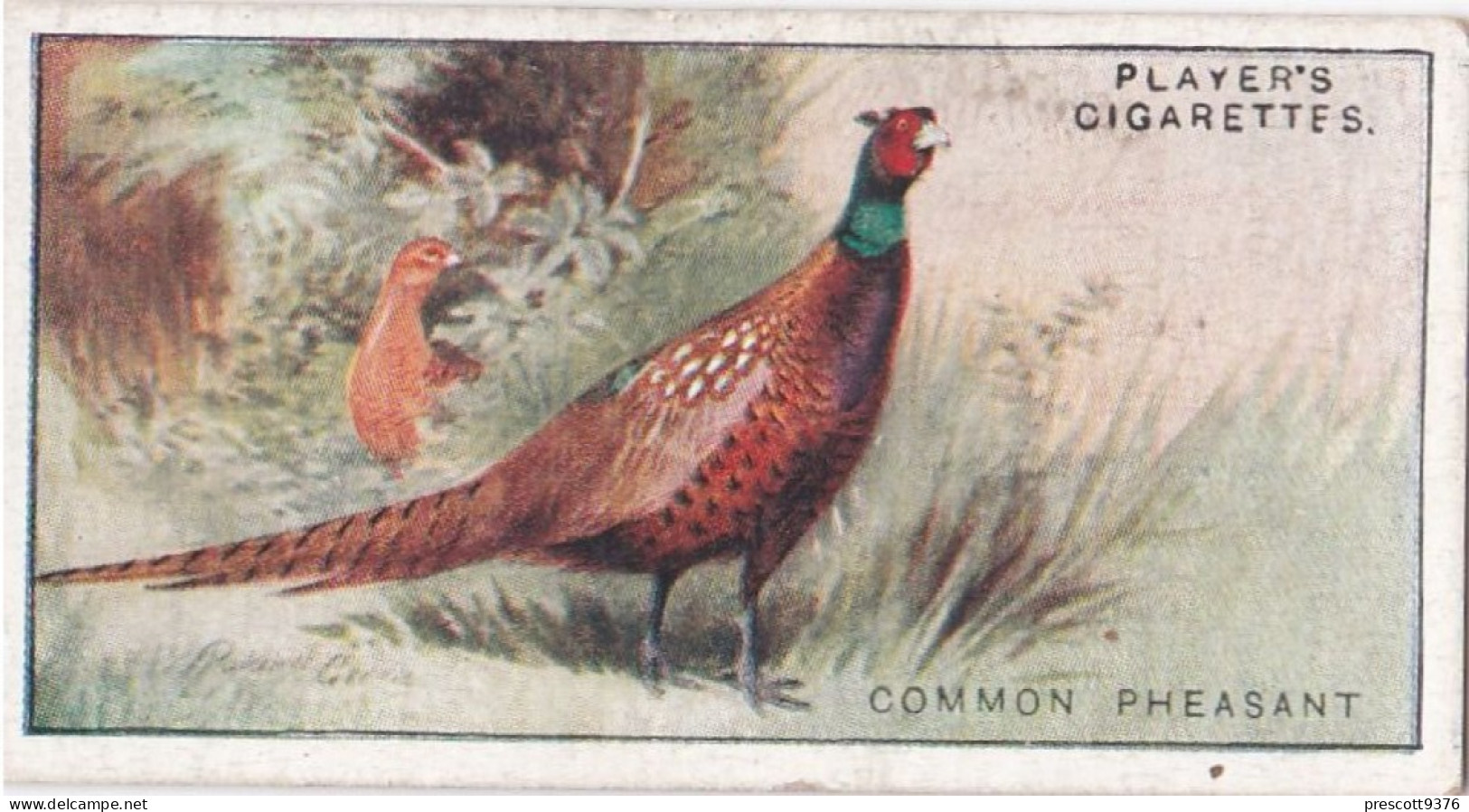 29 Common Pheasant  - Game Birds & Wildfowl 1927  - Players Cigarette Card - Original - Player's