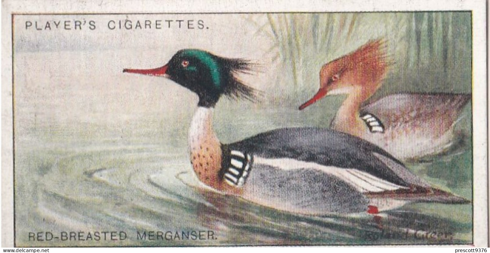 25 Red Breasted Merganser  - Game Birds & Wildfowl 1927  - Players Cigarette Card - Original - Player's