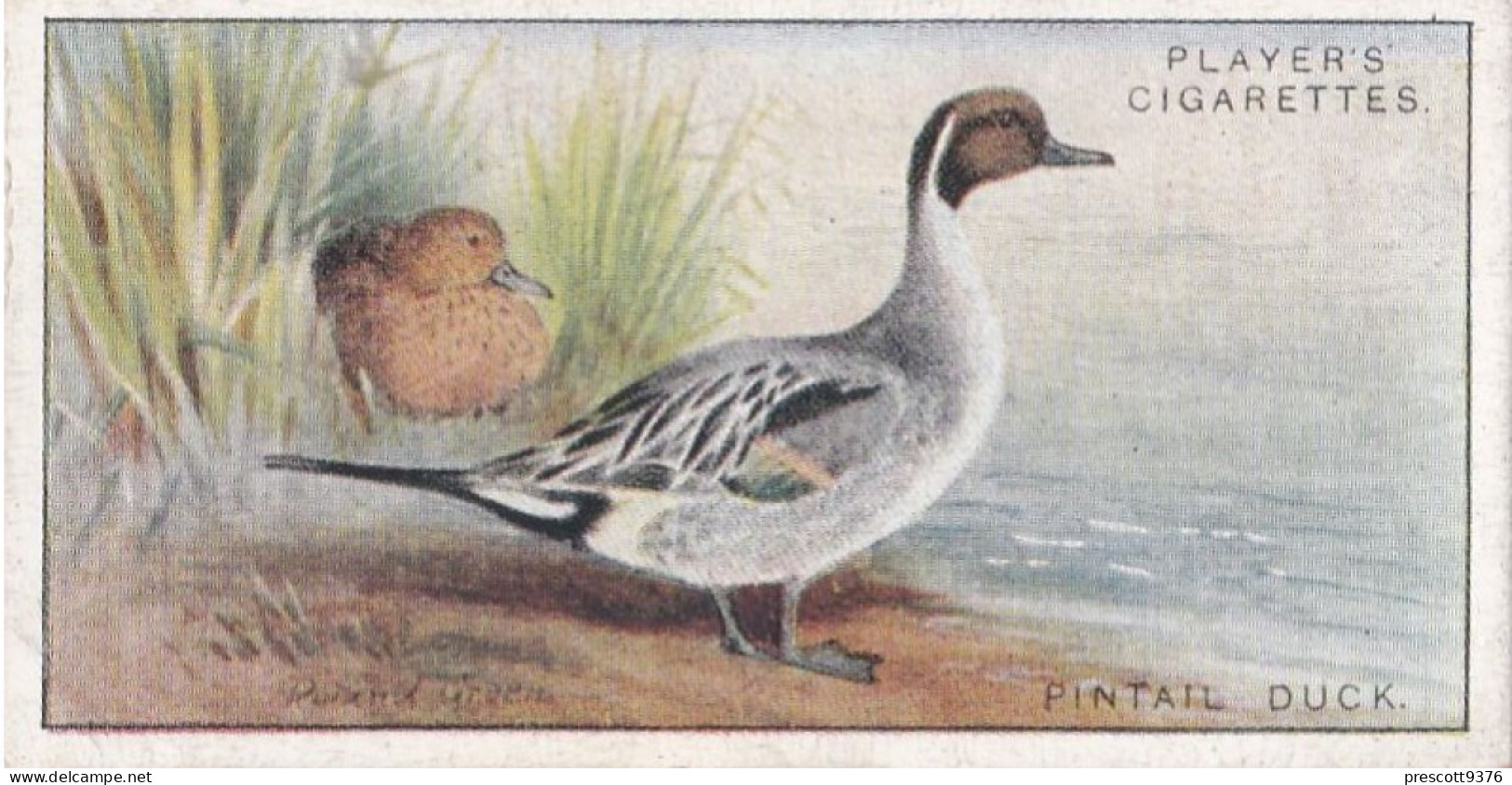 6 Pintail Duck  - Game Birds & Wildfowl 1927  - Players Cigarette Card - Original - Player's
