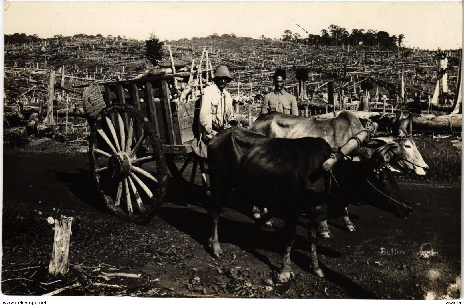 PC SINGAPORE, BULLOCK CART, VINTAGE REAL PHOTO POSTCARD (b1330) - Singapour