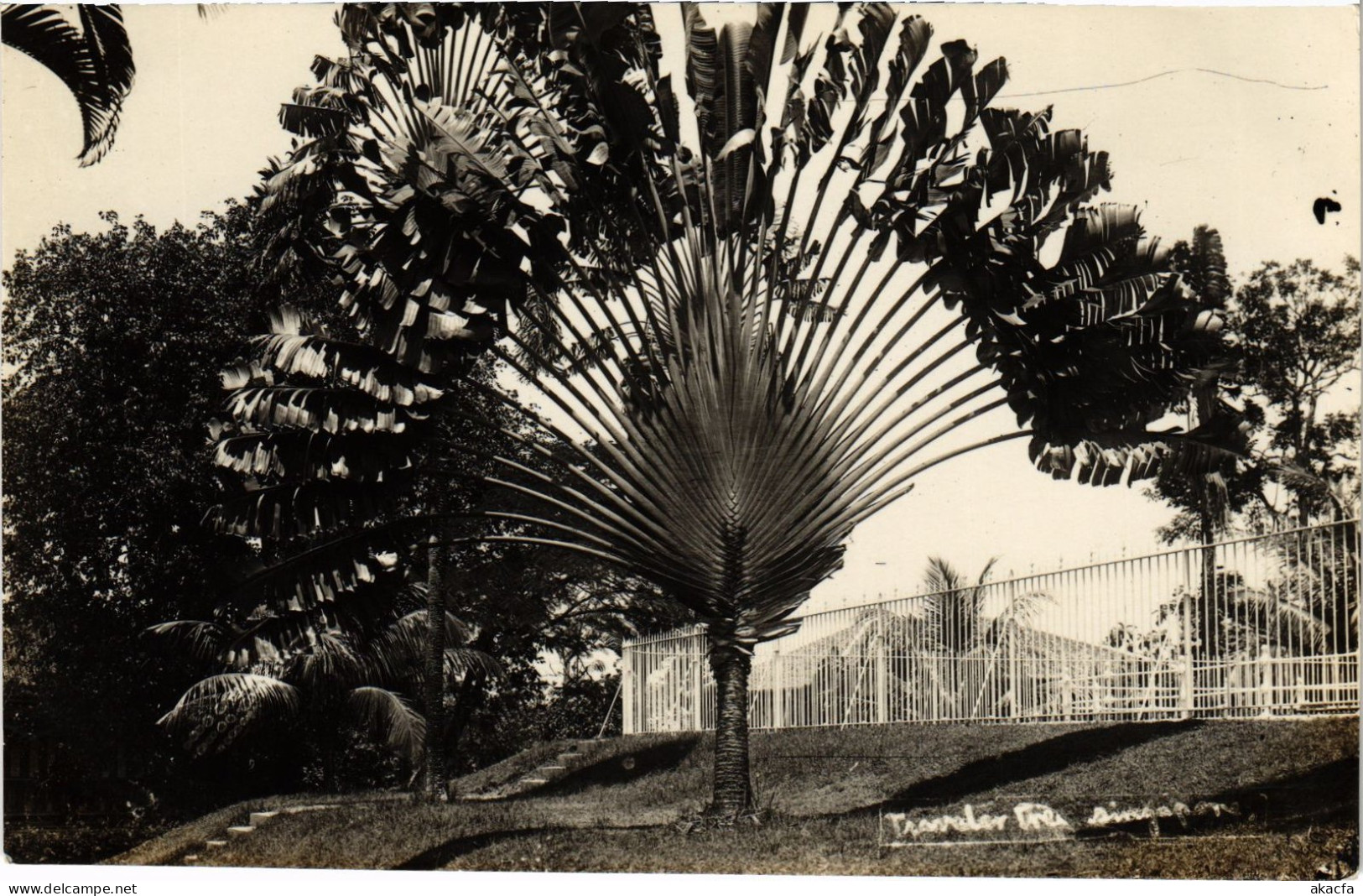 PC SINGAPORE, TRAVELER TREE, VINTAGE REAL PHOTO POSTCARD (b1329) - Singapour