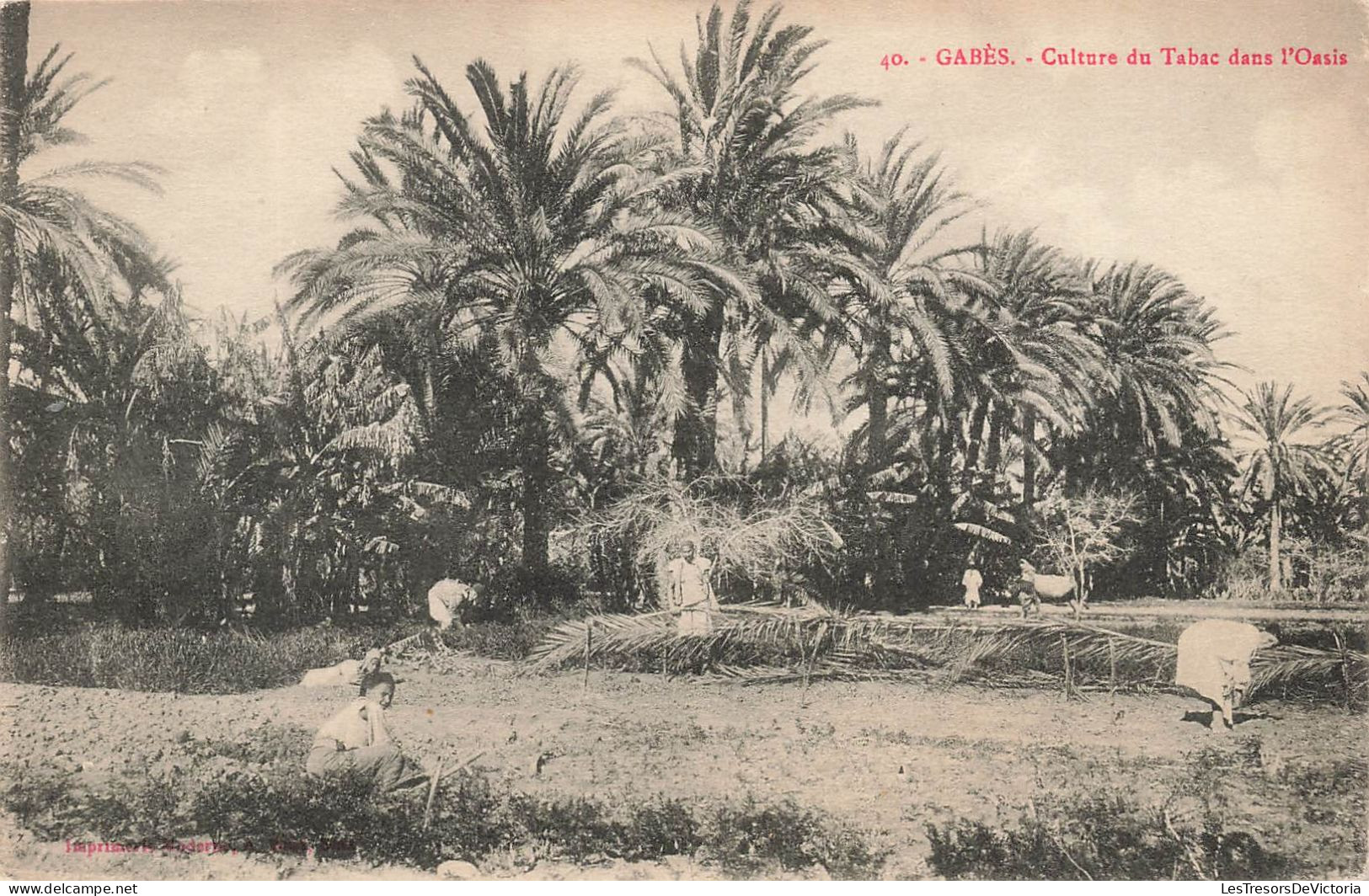 TUNISIE - Gabès - Culture Du Tabac Dans L'Oasis - Carte Postale Ancienne - Túnez