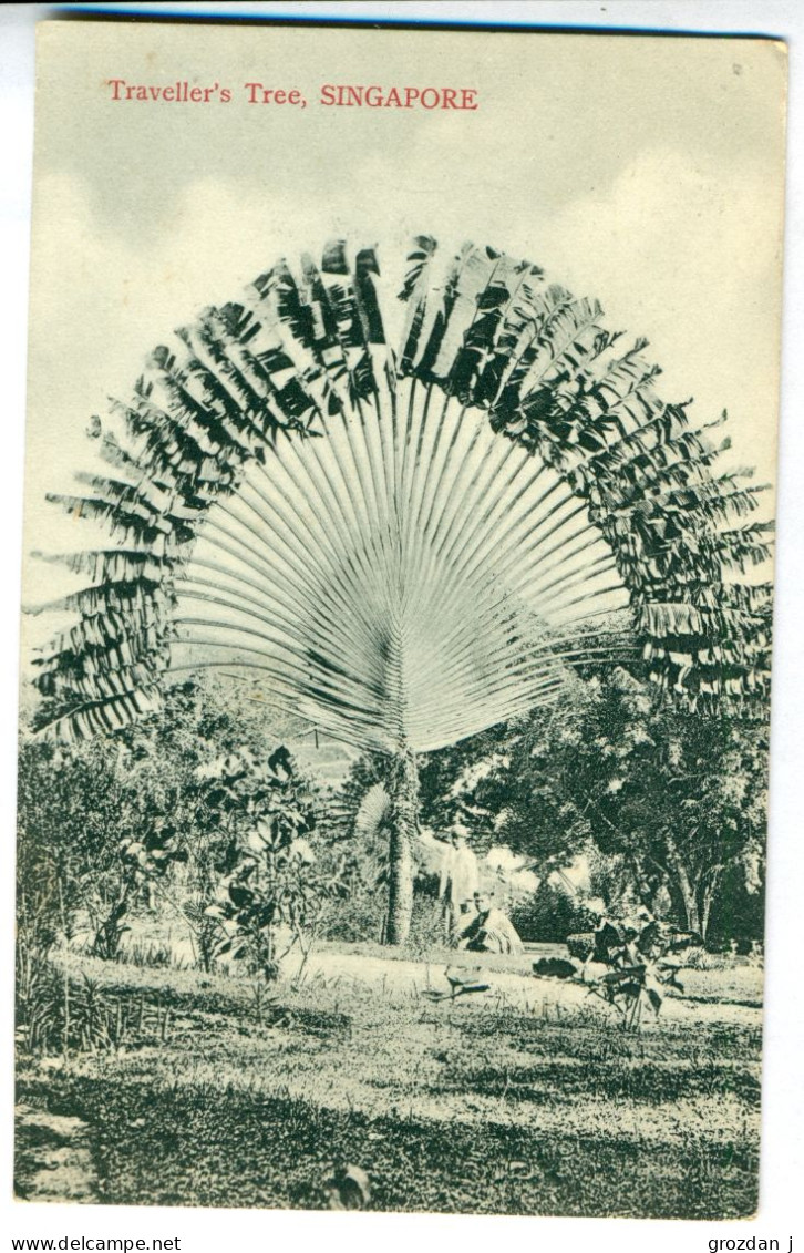 Traveller's Tree, Singapore - Singapour