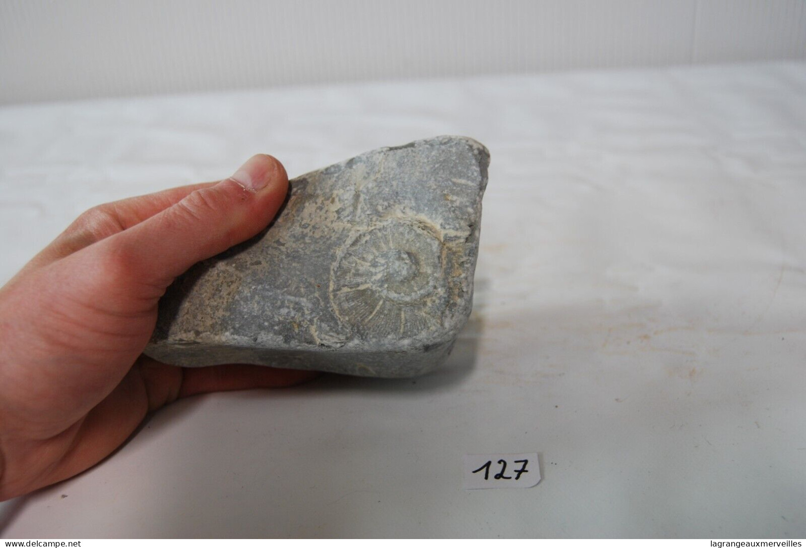 C127 Ancien Fossile - Rare Ammonite Schlotheimia - Fossiles