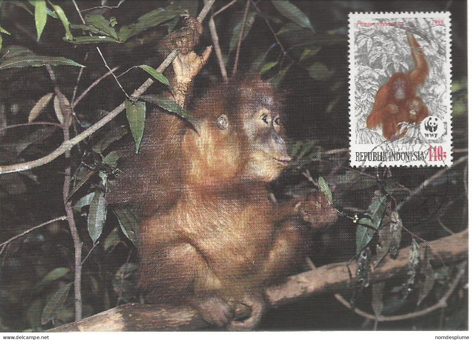 26030 ) Indonesia WWF 1989  Orangotan Monkey Ape Mammal Postcard Maxi Cover - Lettres & Documents