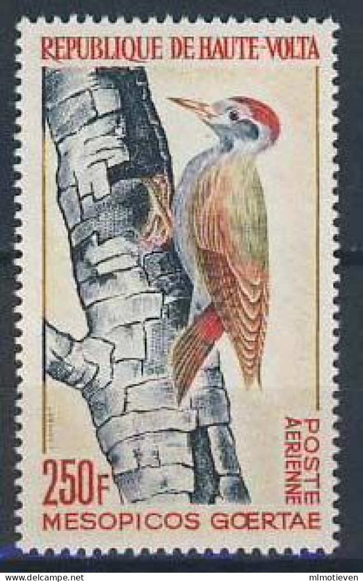 MDB-BK1-561-2 MINT ¤ HAUTE-VOLTA 1964 1w In Serie ¤  - OISEAUX DU MONDE - BIRDS - AVES - VOGELS - VÖGEL - - Pics & Grimpeurs