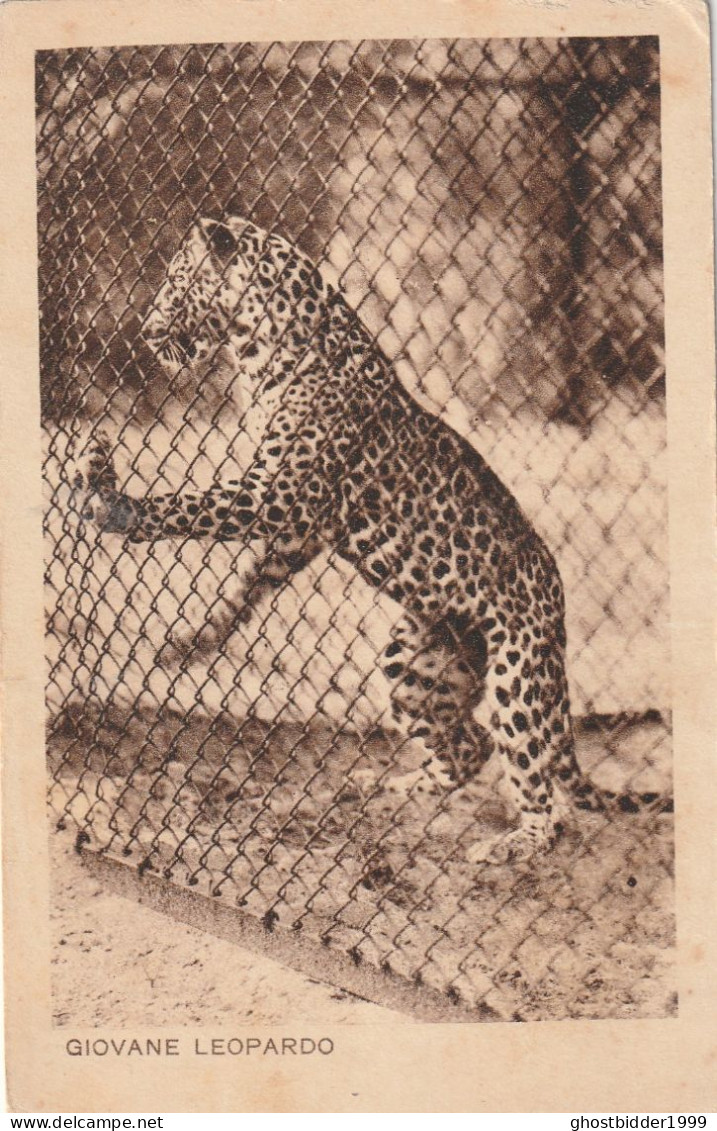 GIOVANE LEOPARDO LEOPARD ROMA ITALIA ZOO ANIMAL GIARDINO ZOOLOGICO TIERGARTEN - Tigers