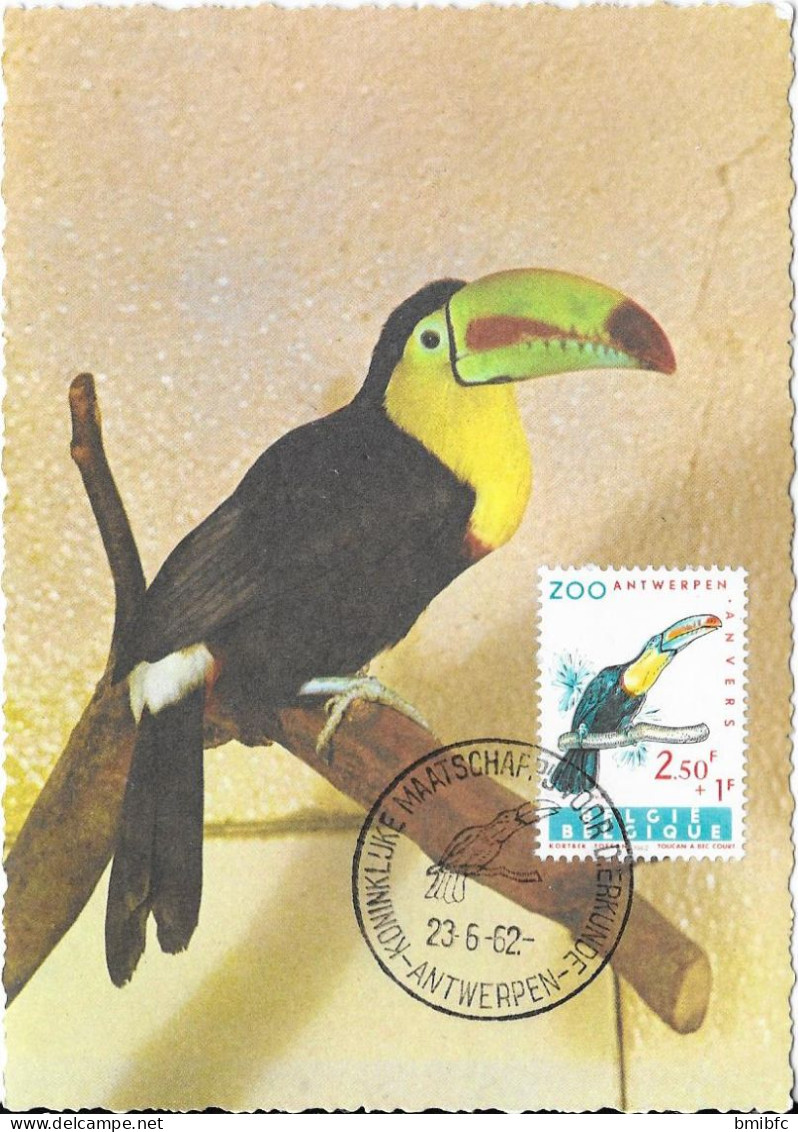 BELGIQUE - ANTWERPEN 23-6-62 - Toucan à Bec Court - Piciformes (pájaros Carpinteros)