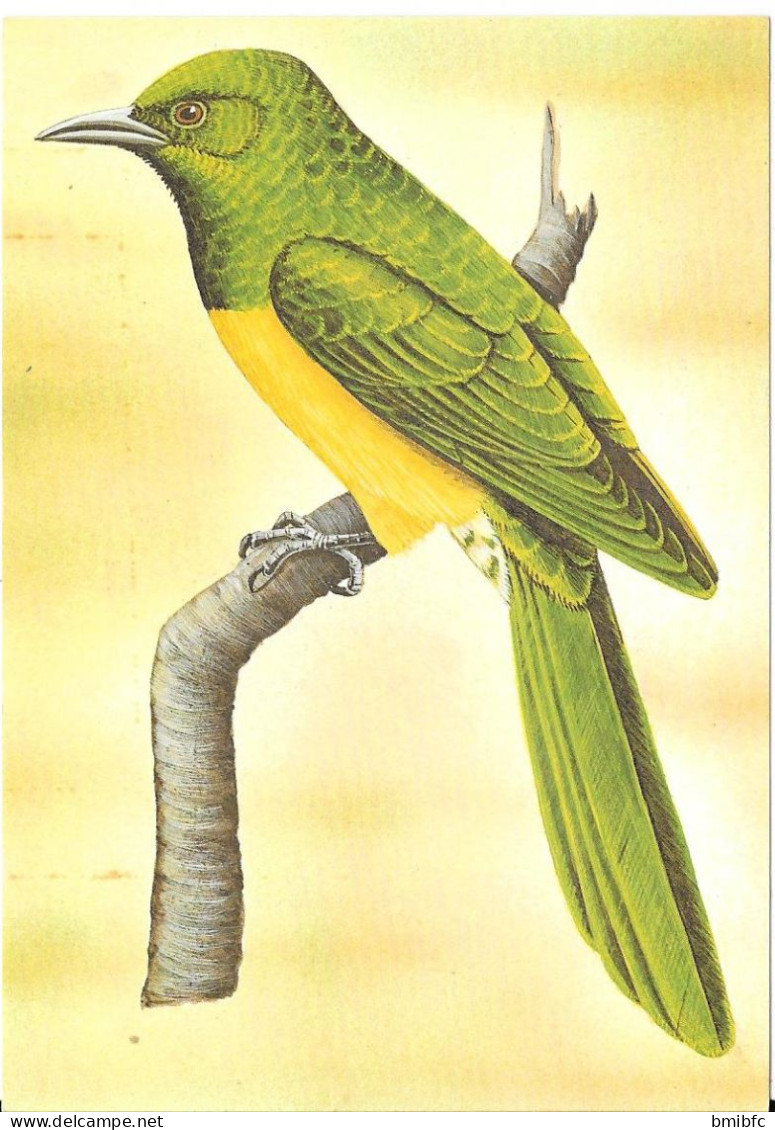 REP.DEM DE S. TOMÉ E PRINCIPE - Aves De S. Tomé E Principe  - Coucou Foliotocol - Chrysococcyx Cupreus (Entier Postal) - Coucous, Touracos