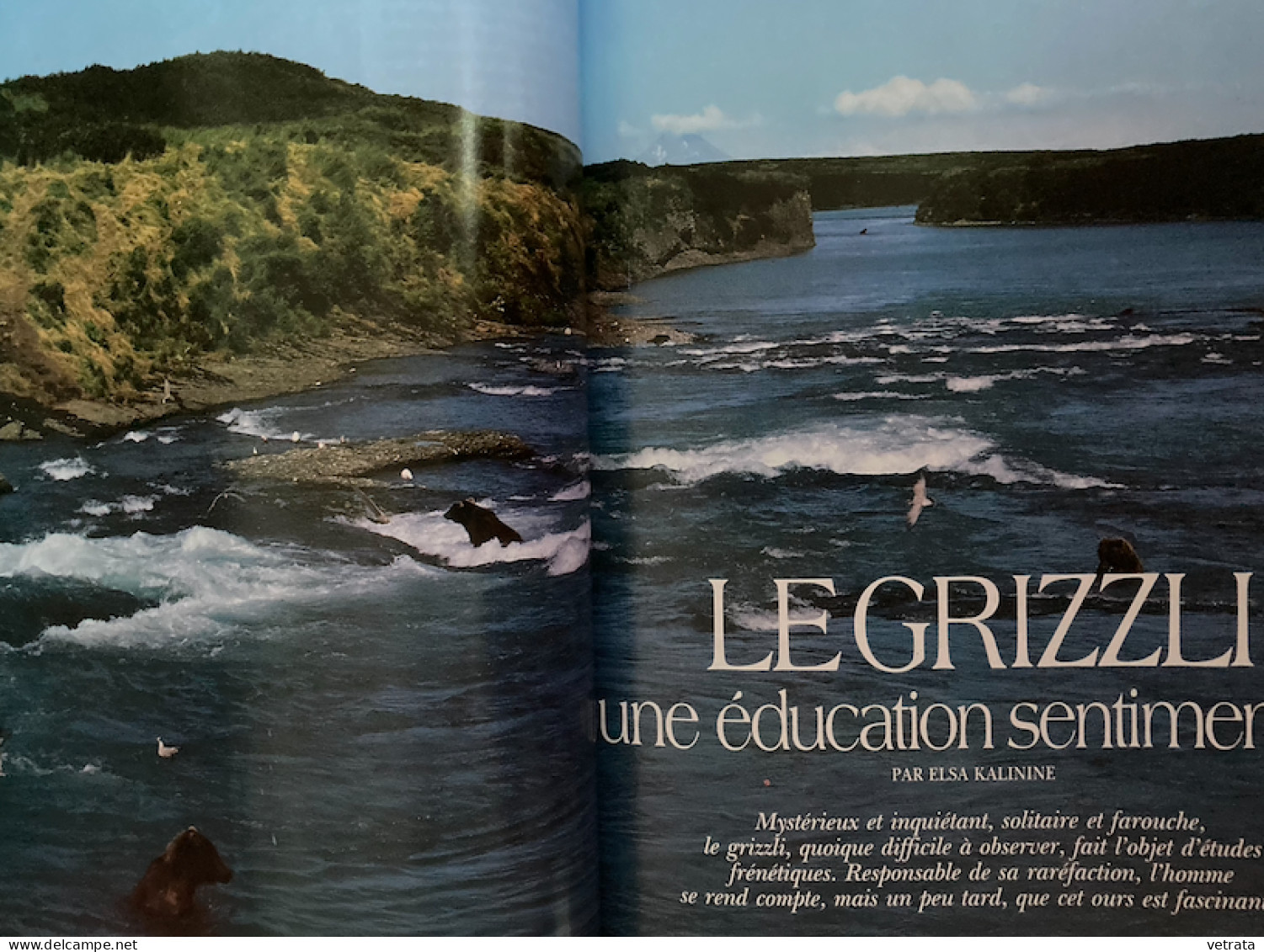 Pandas/Grizzli/Baribal : 3 Revues (National Geographic, Ed. US & Terre Sauvage)