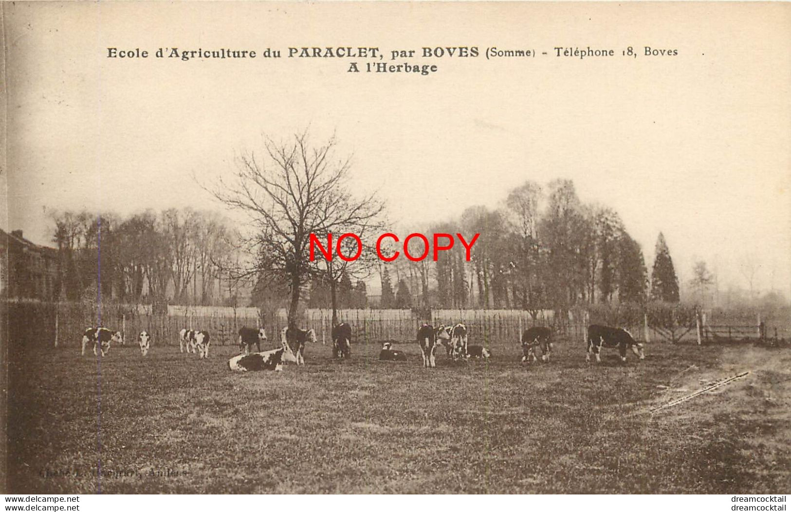 (DREY.S) 80 BOVES Près. Ecole D'Agriculture Du PARACLET, Vaches à L'Herbage 1935 - Boves