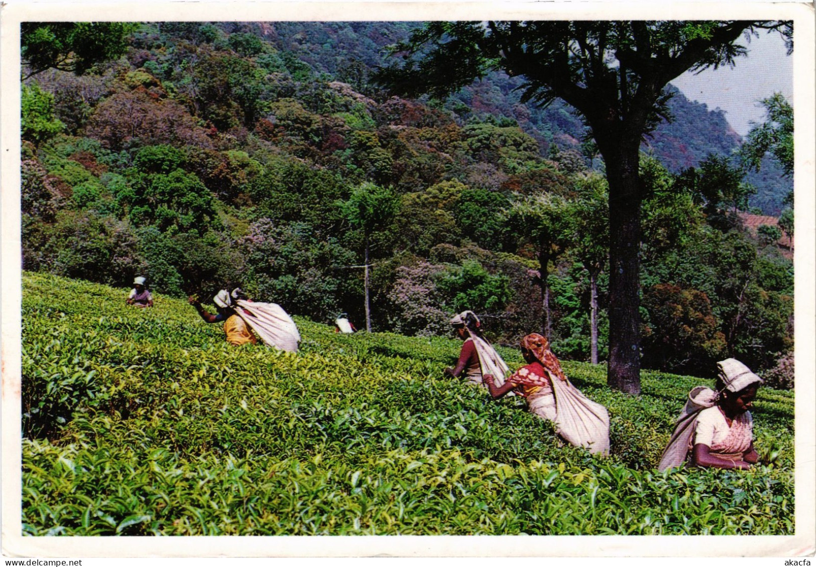 CPM Kerala Tea Garden INDIA (1182348) - Inde