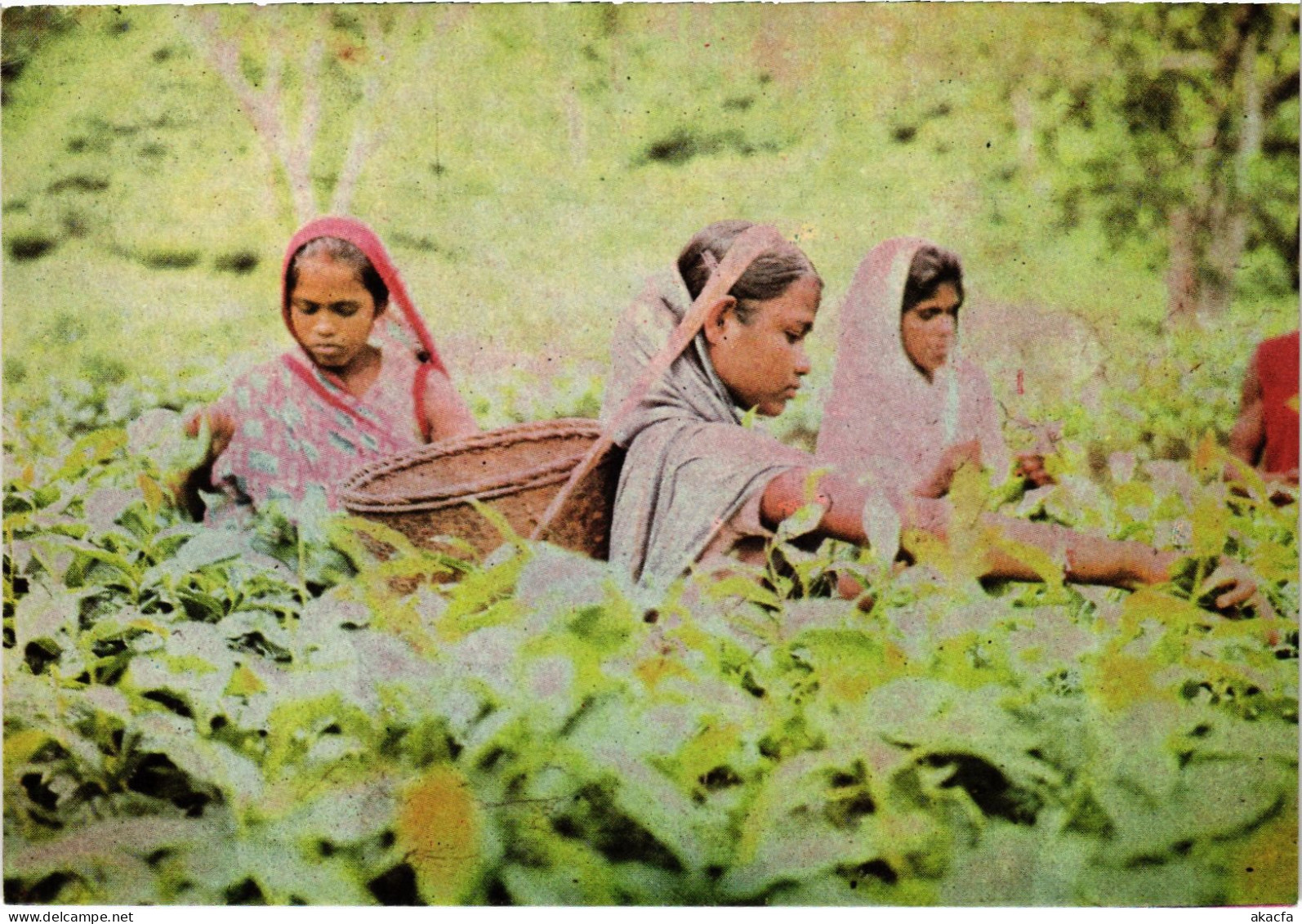 CPM Tribals Pulling Leaves In A Sylhet Tea Garden BANGLADESH (1183181) - Bangladesh